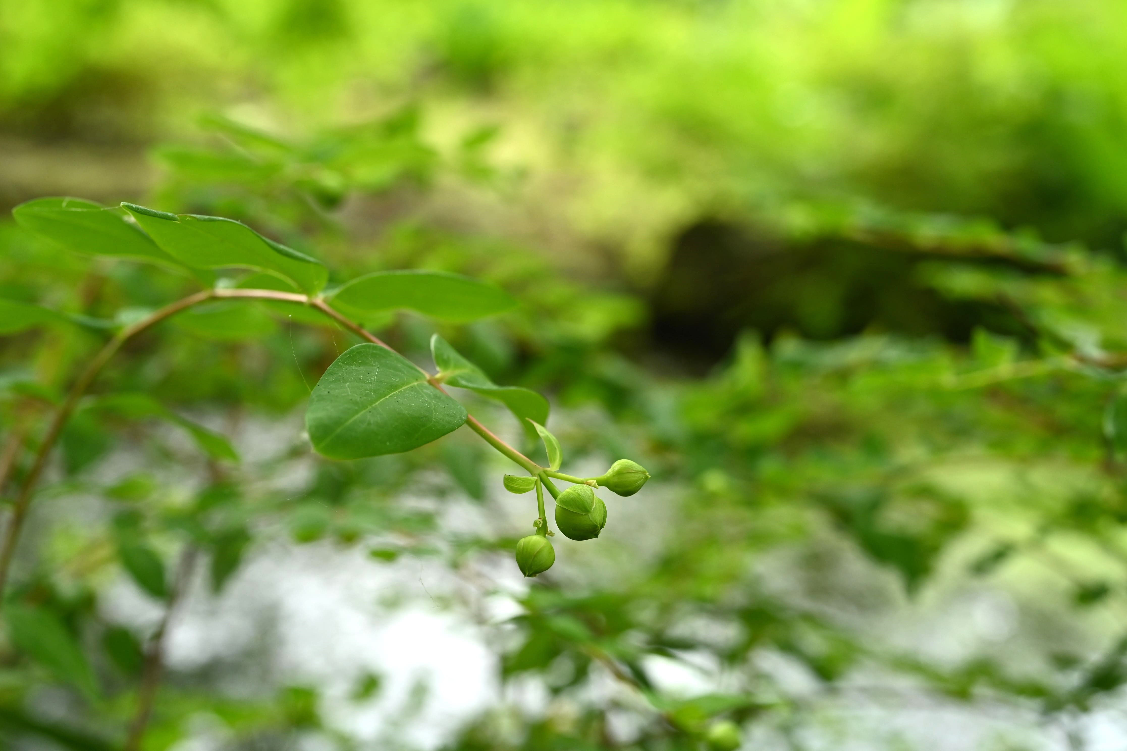 キンシバイ（金糸梅） - 庭木図鑑 植木ペディア