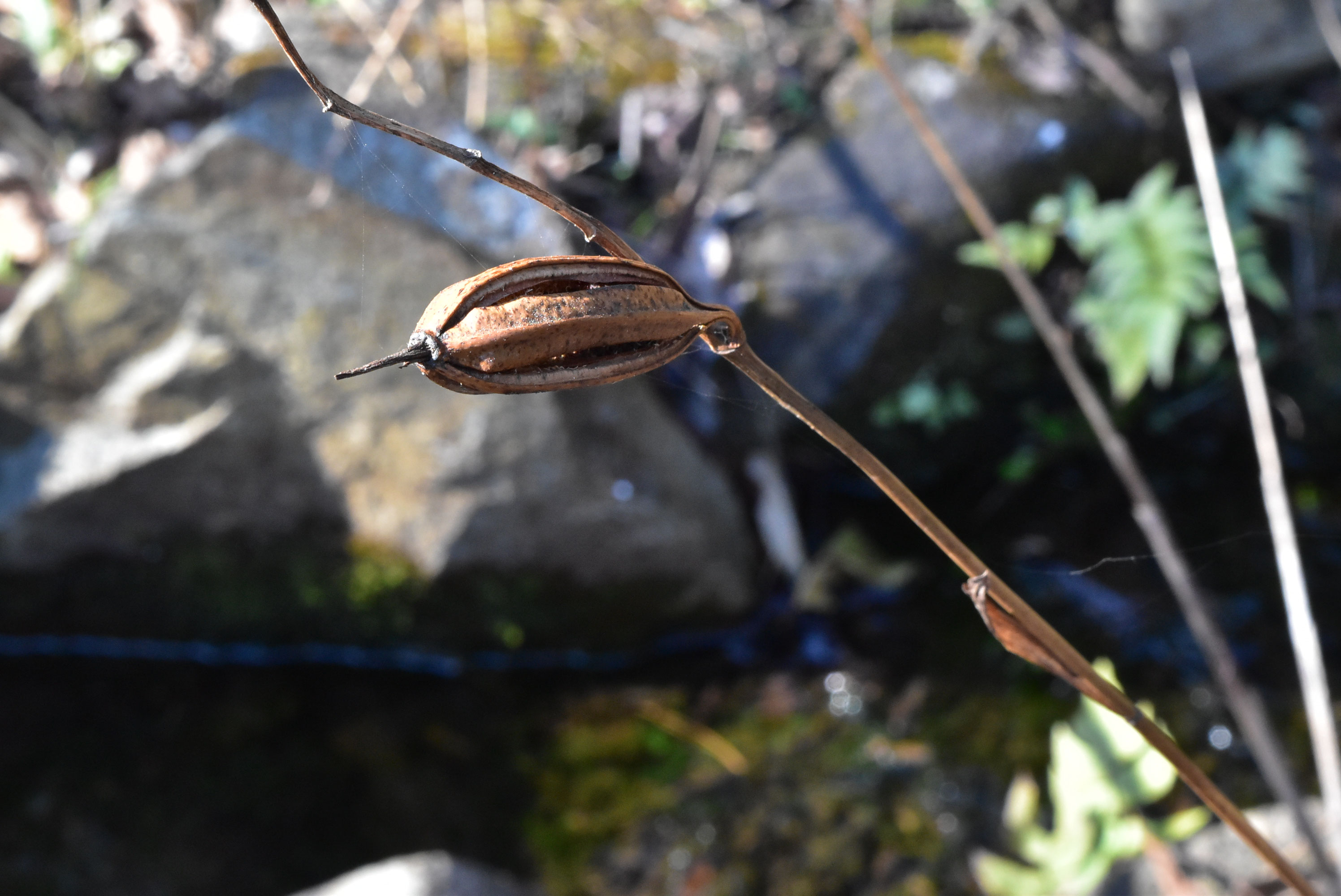 シラン（紫欄） - 庭木図鑑 植木ペディア