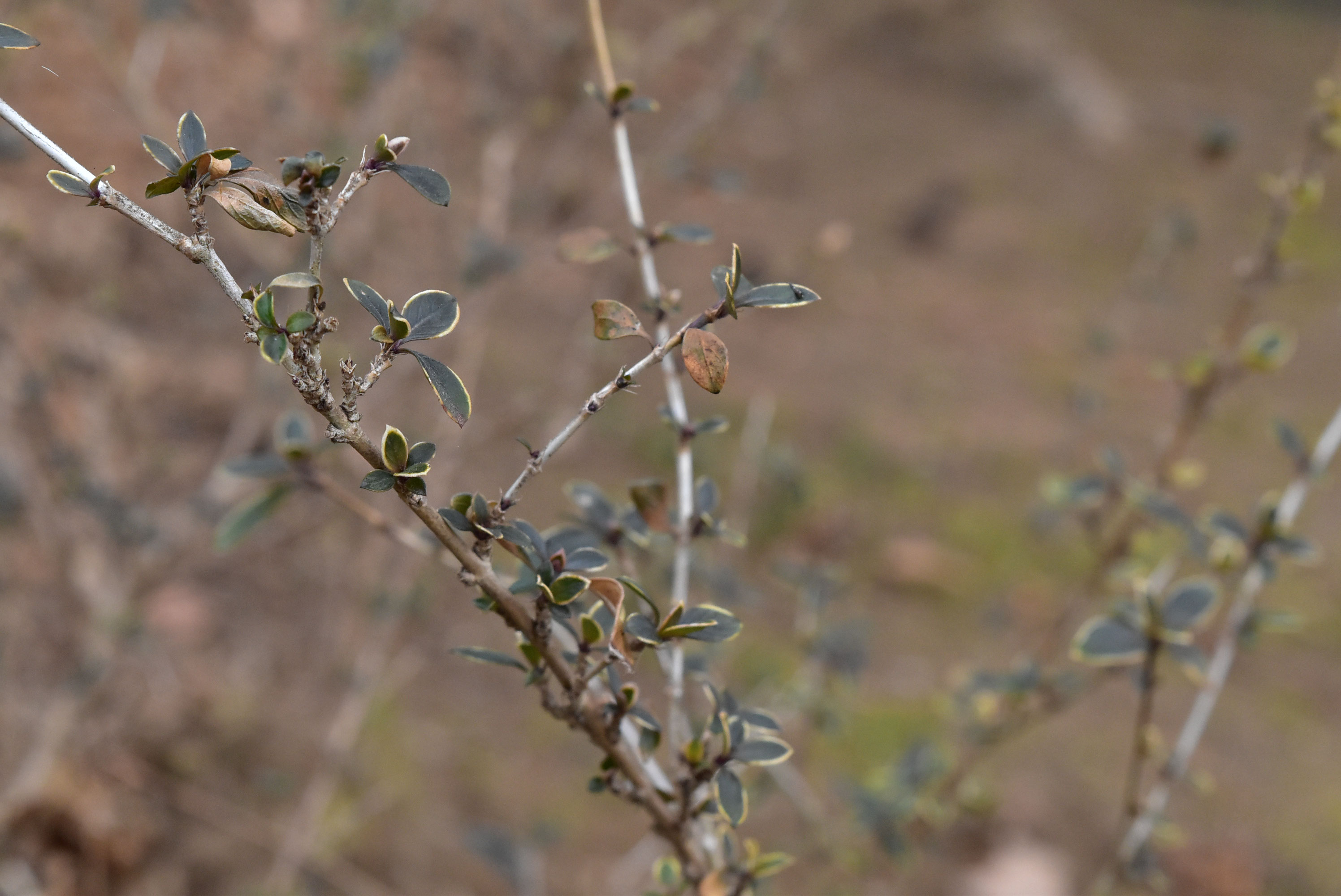 ハクチョウゲ 白丁花 庭木図鑑 植木ペディア ハクチョウゲ 白丁花 庭木図鑑 植木ペディア