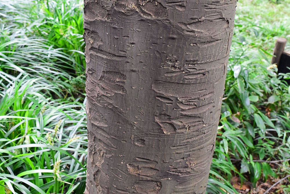 クロキ（黒木） - 庭木図鑑 植木ペディア