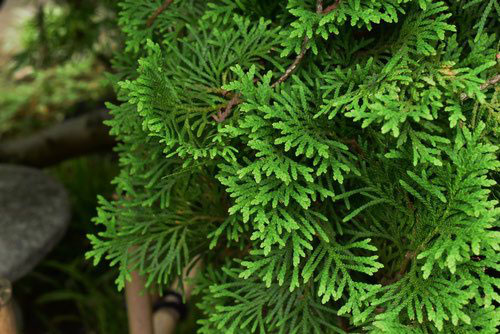 ニオイヒバ 匂檜葉 庭木図鑑 植木ペディア ニオイヒバ 匂檜葉 庭木図鑑 植木ペディア