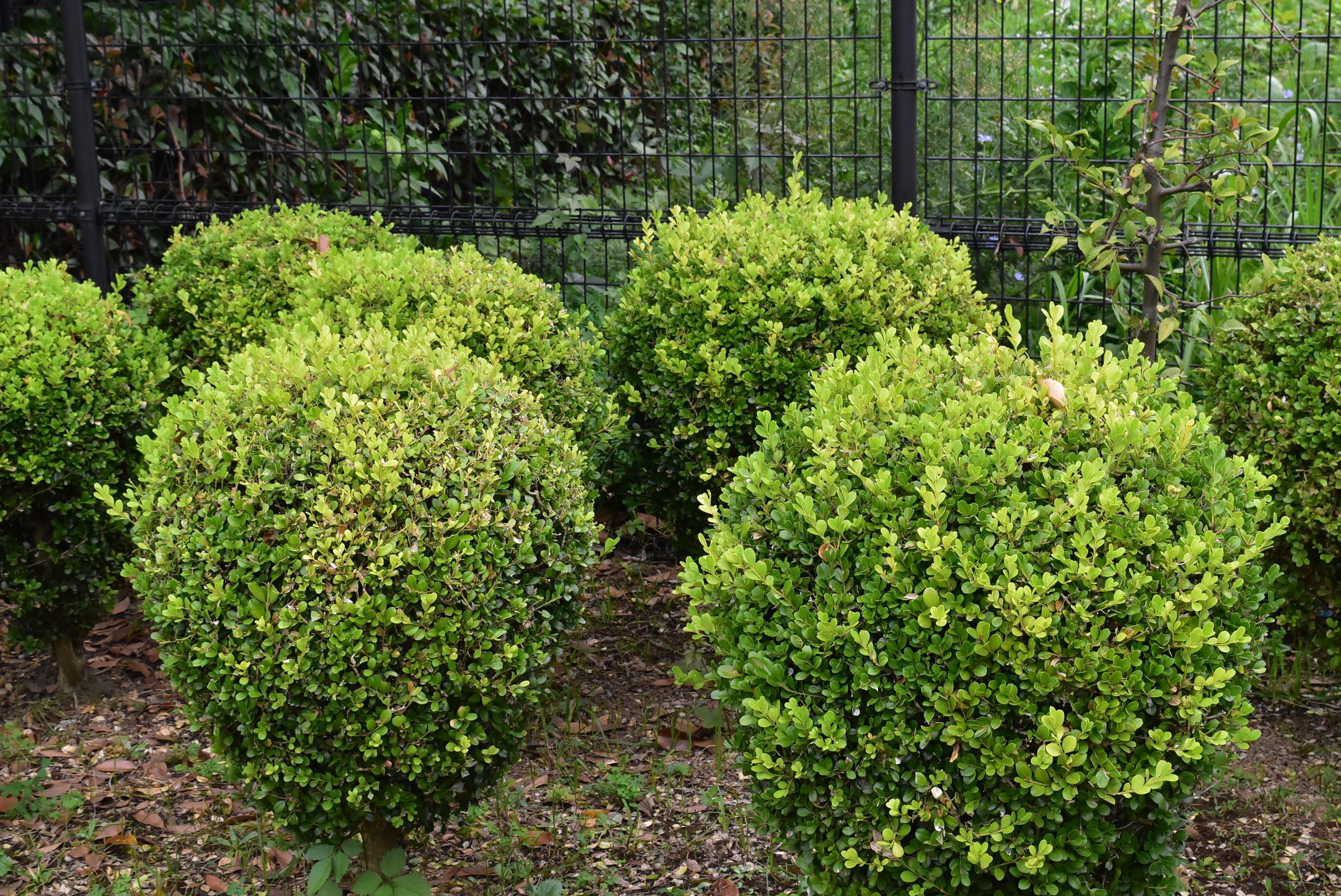 ボックスウッド 球形 植物 ボックスウッド 球形 植物 ボックスウッド（西洋ツゲ）玉仕立て7