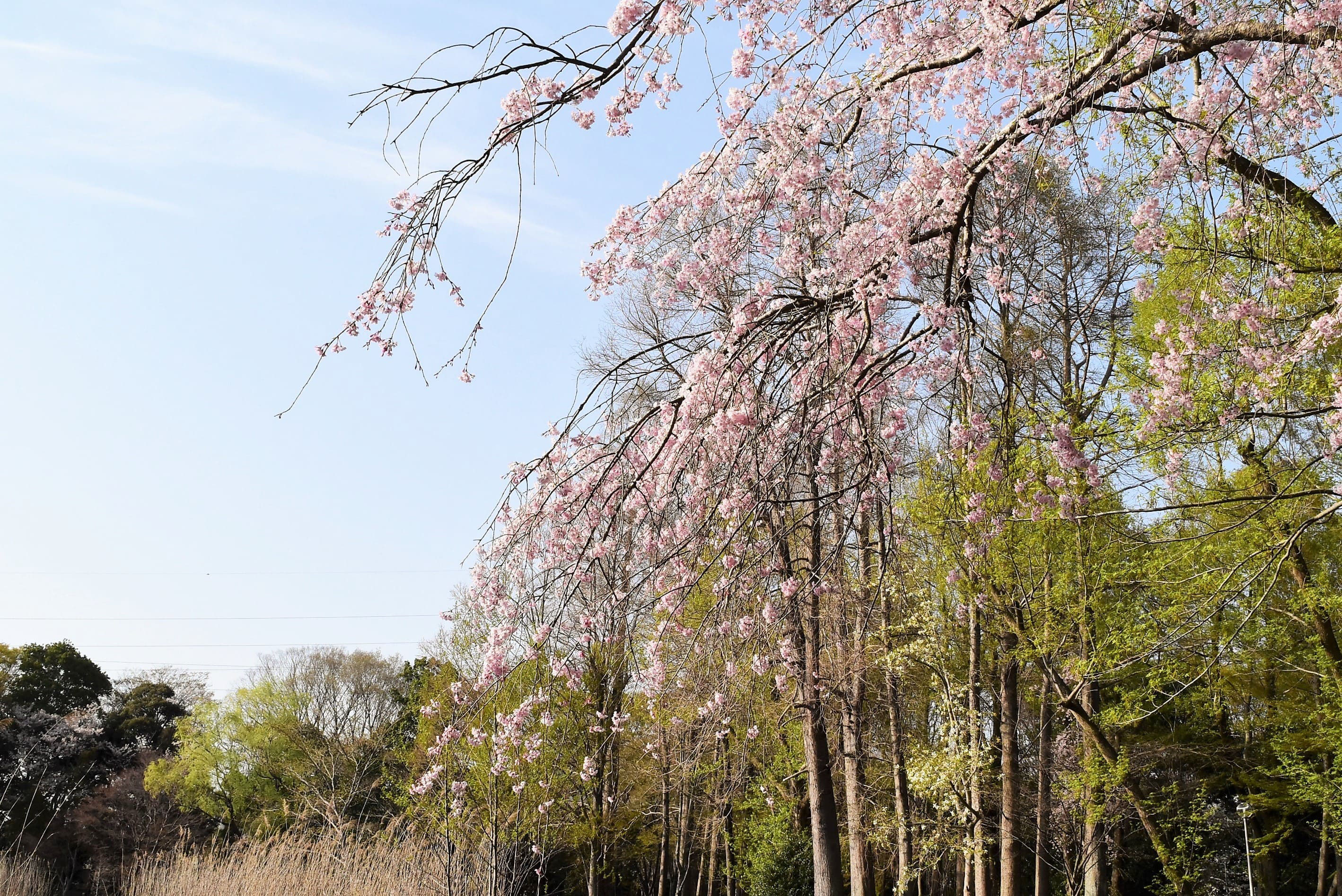 シダレザクラ しだれざくら 枝垂桜 庭木図鑑 植木ペディア