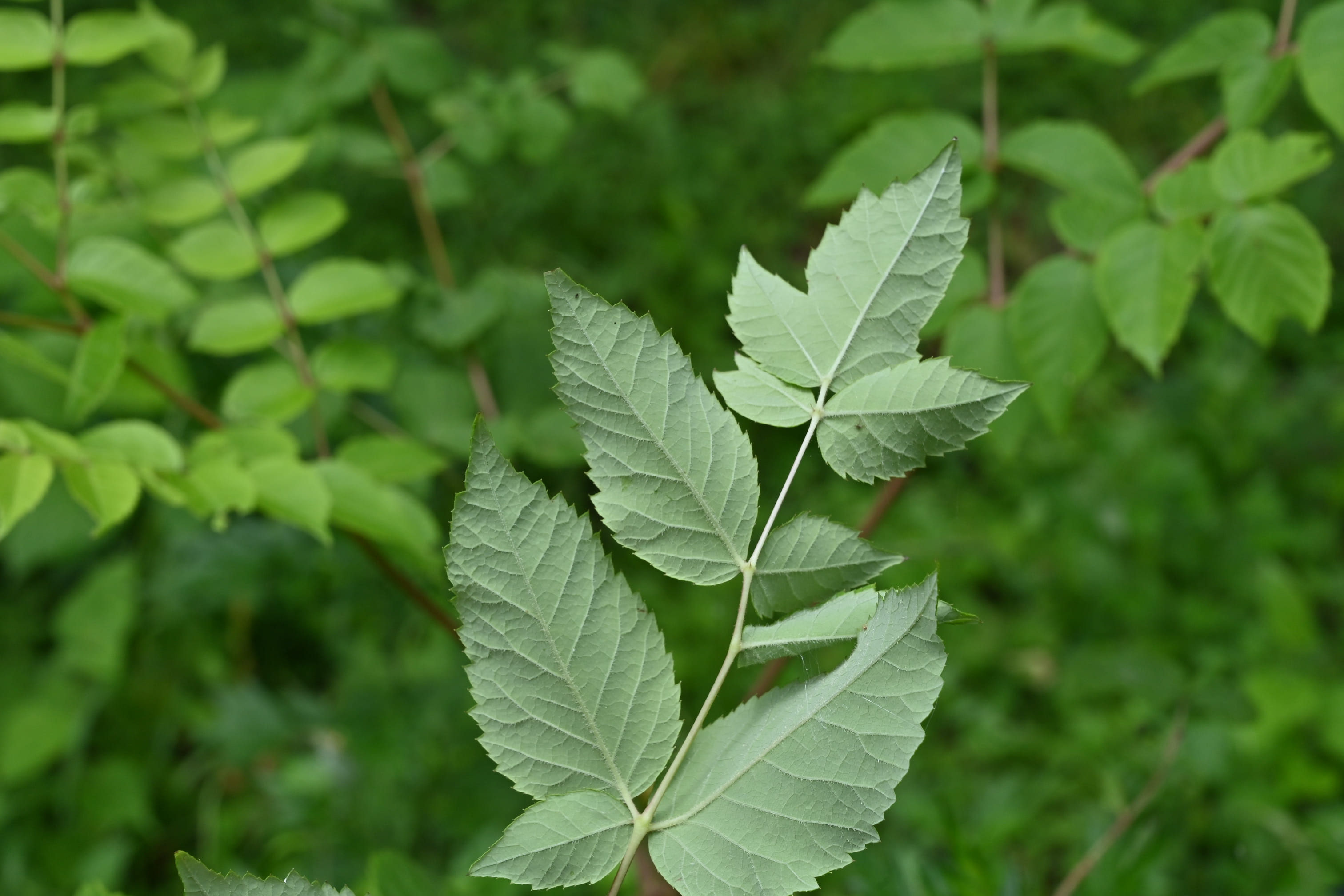 タラノキ 庭木図鑑 植木ペディア