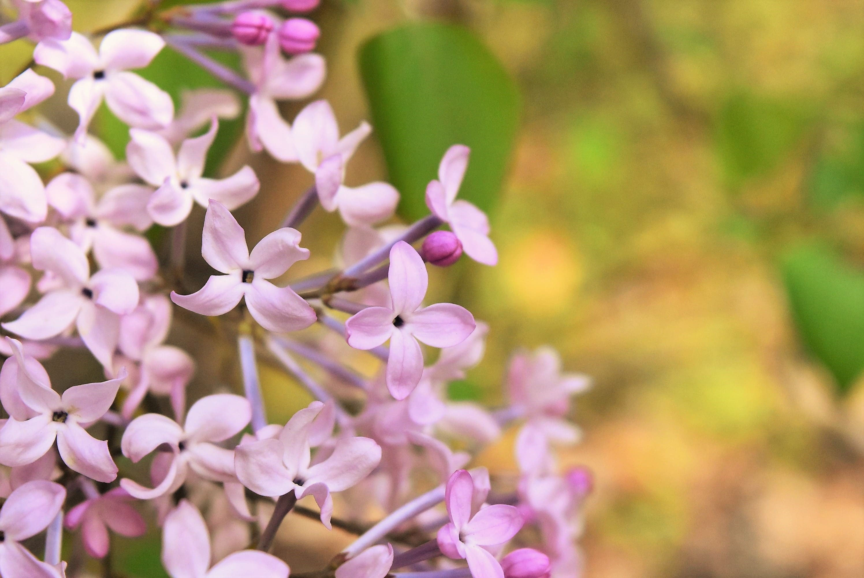 ライラック 庭木図鑑 植木ペディア