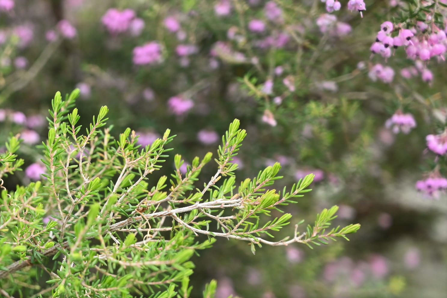 エリカ 庭木図鑑 植木ペディア