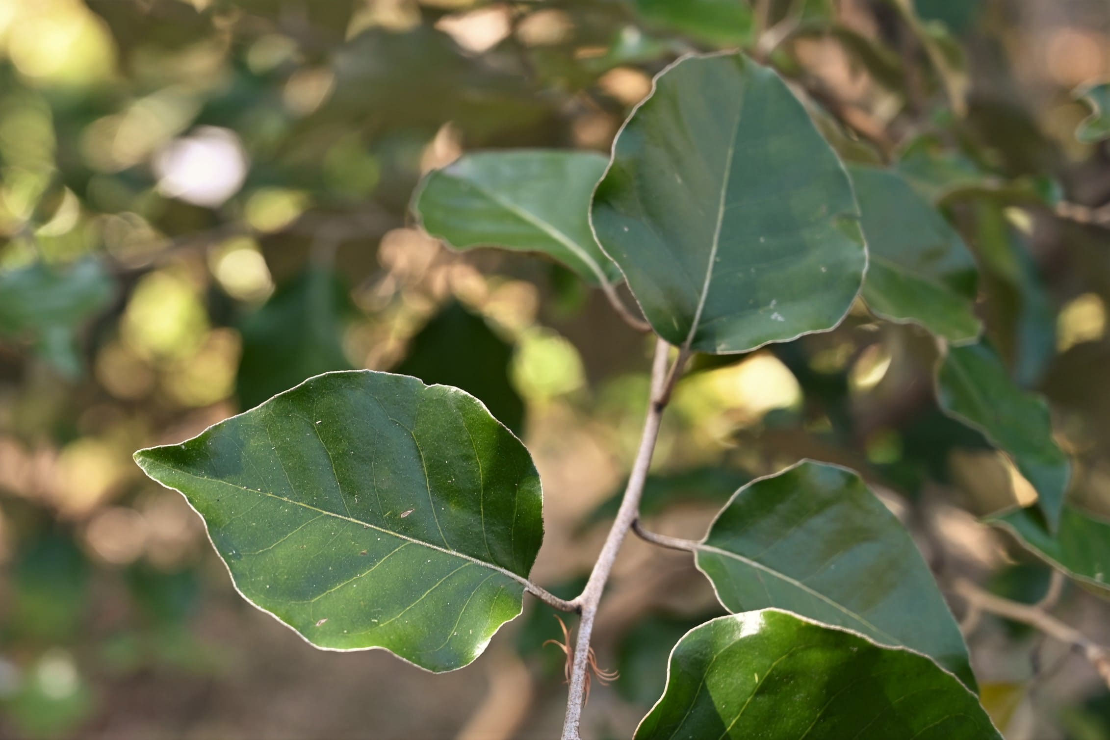 マルバグミ まるばぐみ 丸葉茱萸 庭木図鑑 植木ペディア マルバグミ まるばぐみ 丸葉茱萸 庭木図鑑 植木ペディア