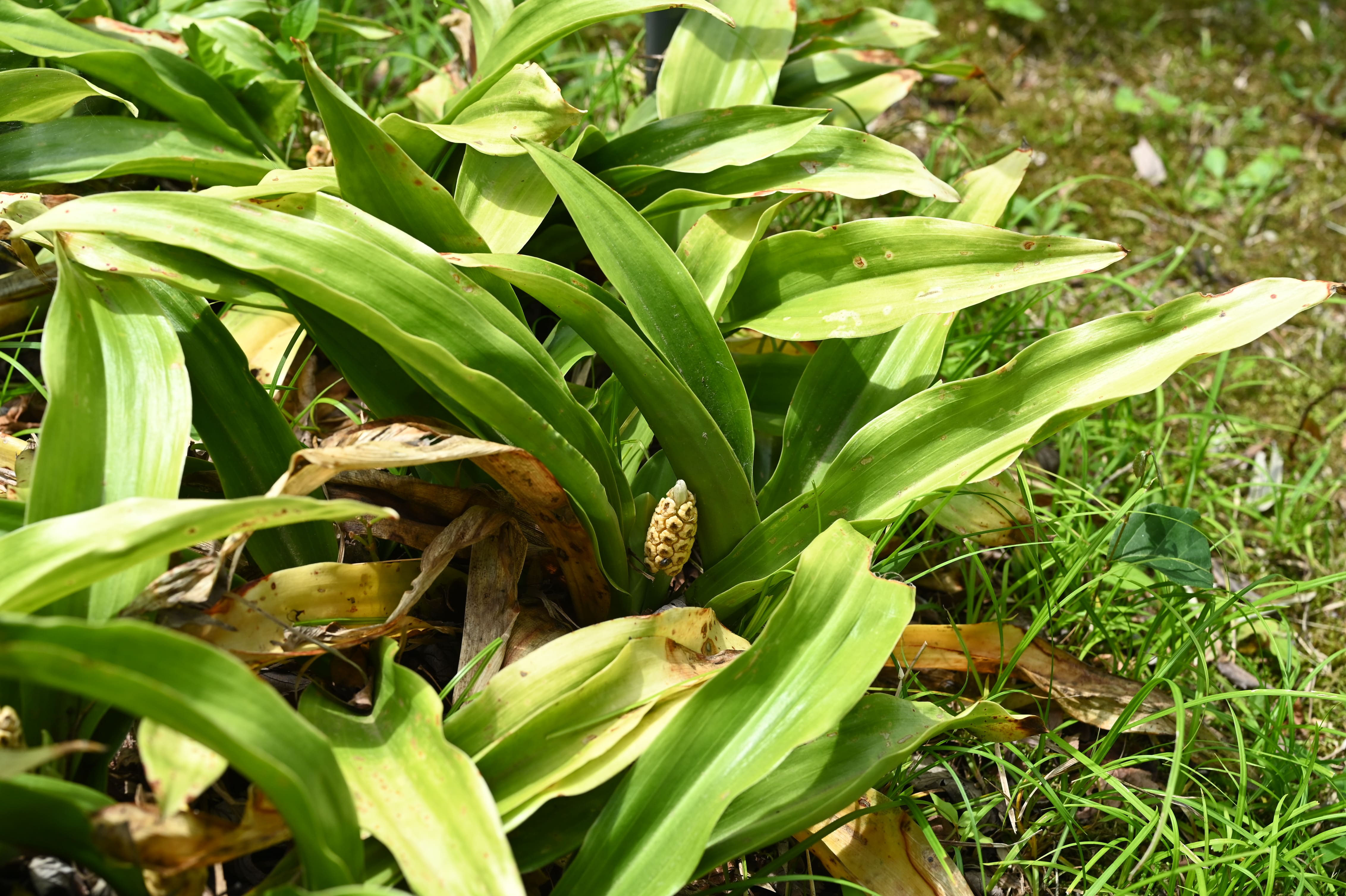 オモト おもと 万年青 庭木図鑑 植木ペディア