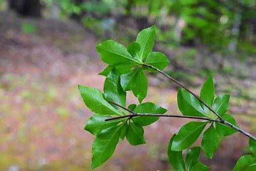 アブラツツジ（油躑躅） - 庭木図鑑 植木ペディア