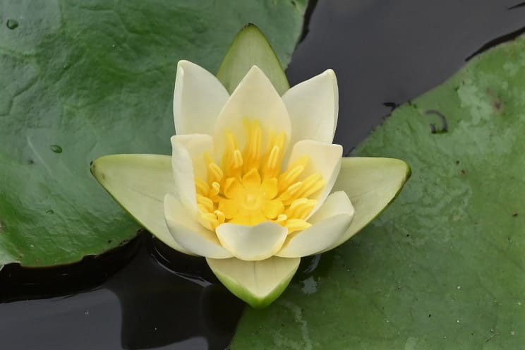 ヒツジグサ ひつじぐさ 未草 庭木図鑑 植木ペディア