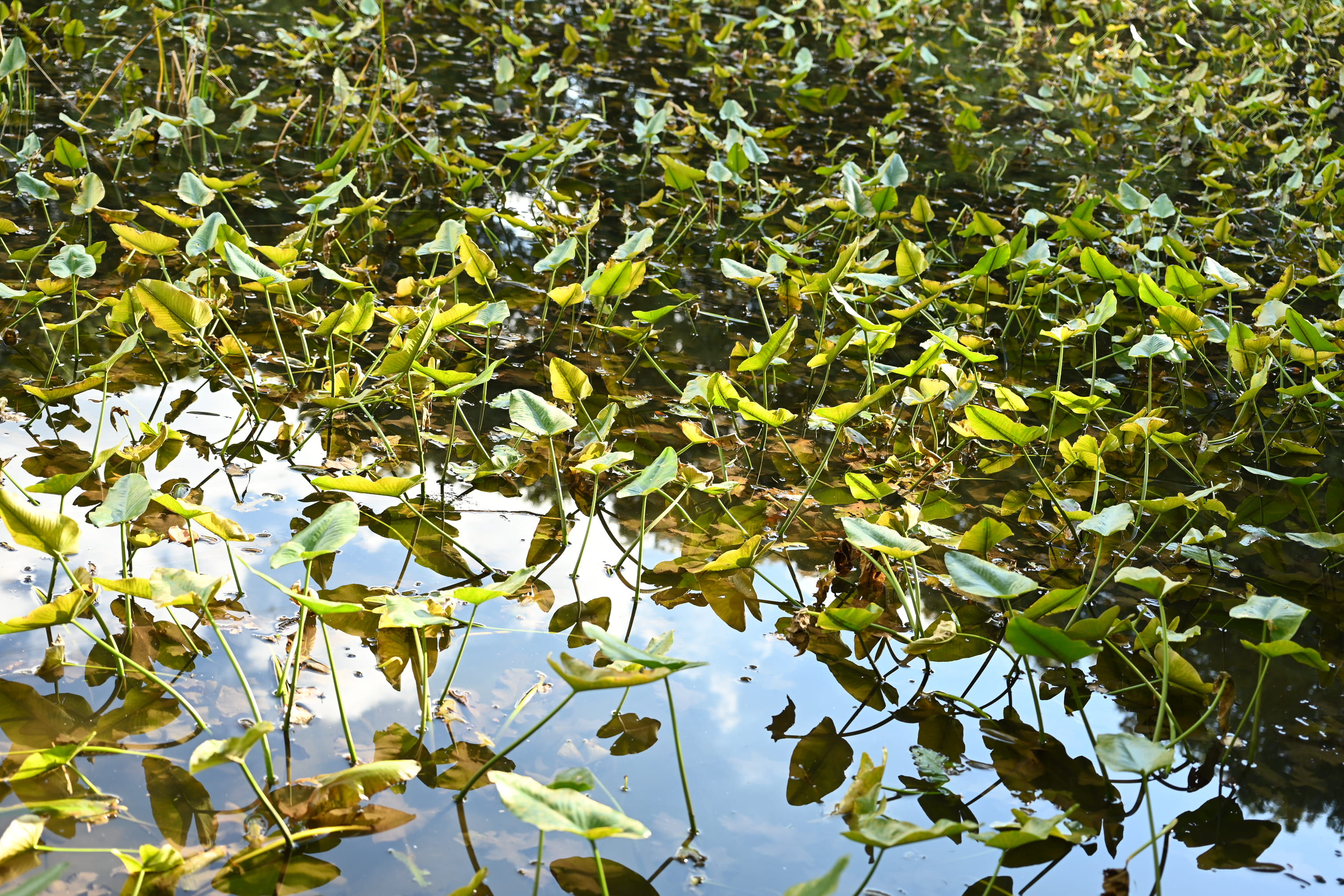 コウホネ こうほね 河骨 庭木図鑑 植木ペディア