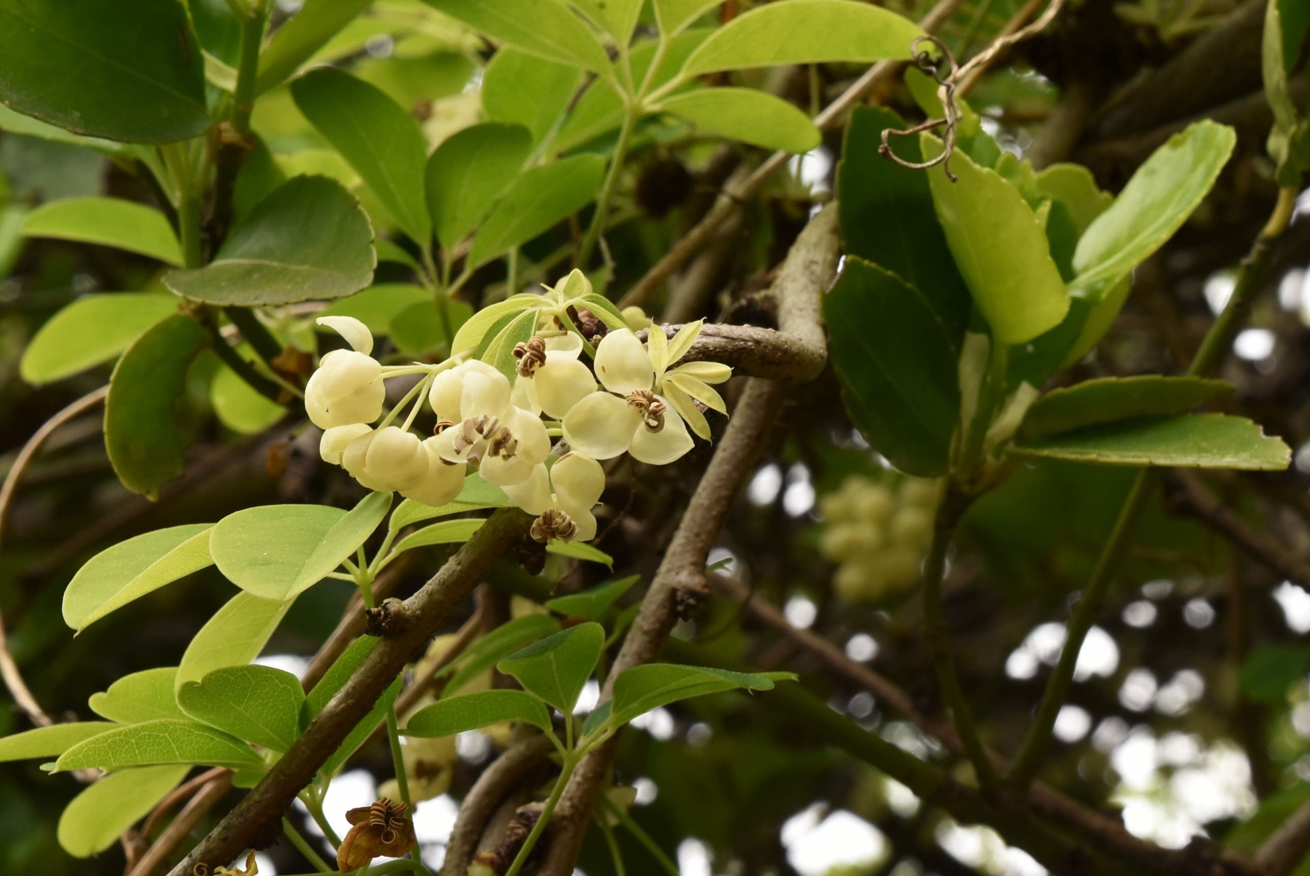 あけびのつる 2025年最新】あけびのつるの人気アイテム - メルカリ