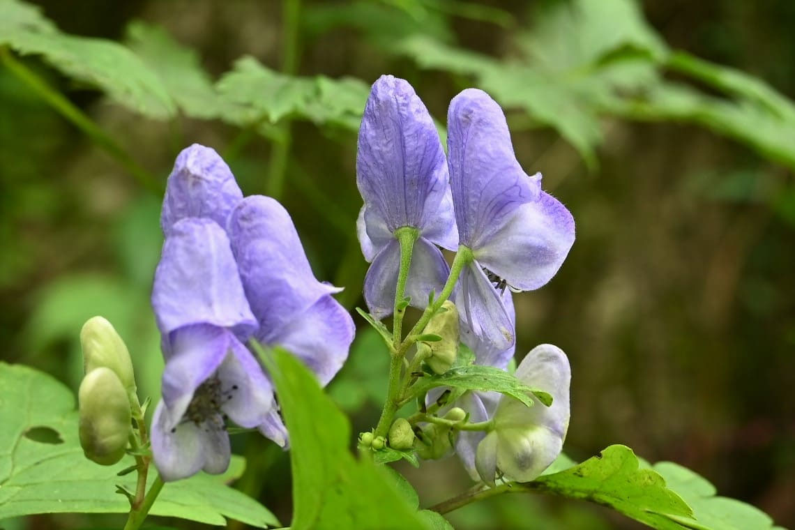 ヤマトリカブト やまとりかぶと 山鳥兜 庭木図鑑 植木ペディア
