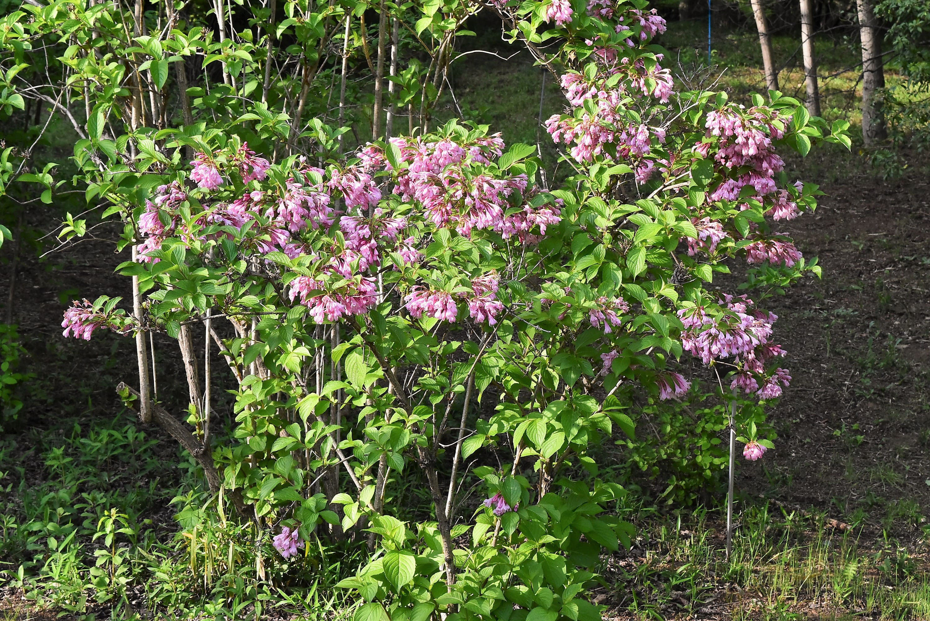 ヤブウツギ やぶうつぎ 藪空木 庭木図鑑 植木ペディア ヤブウツギ やぶうつぎ 藪空木 庭木図鑑 植木ペディア