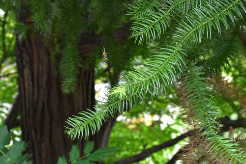 コウヨウザン（広葉杉） - 庭木図鑑 植木ペディア