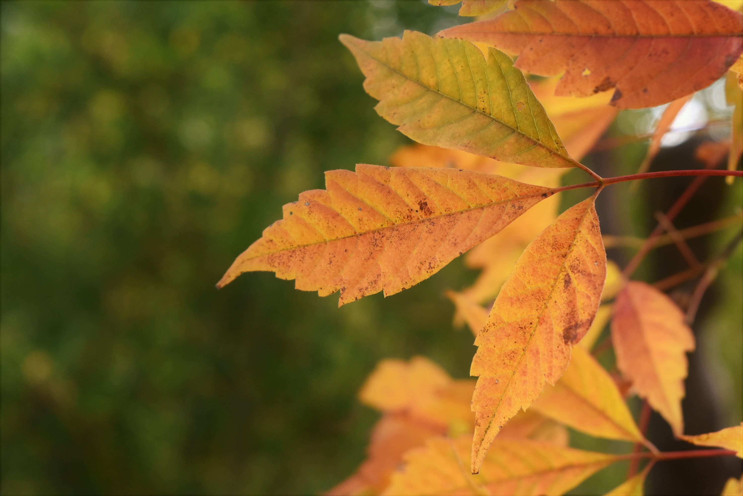 ミツデカエデ 庭木図鑑 植木ペディア