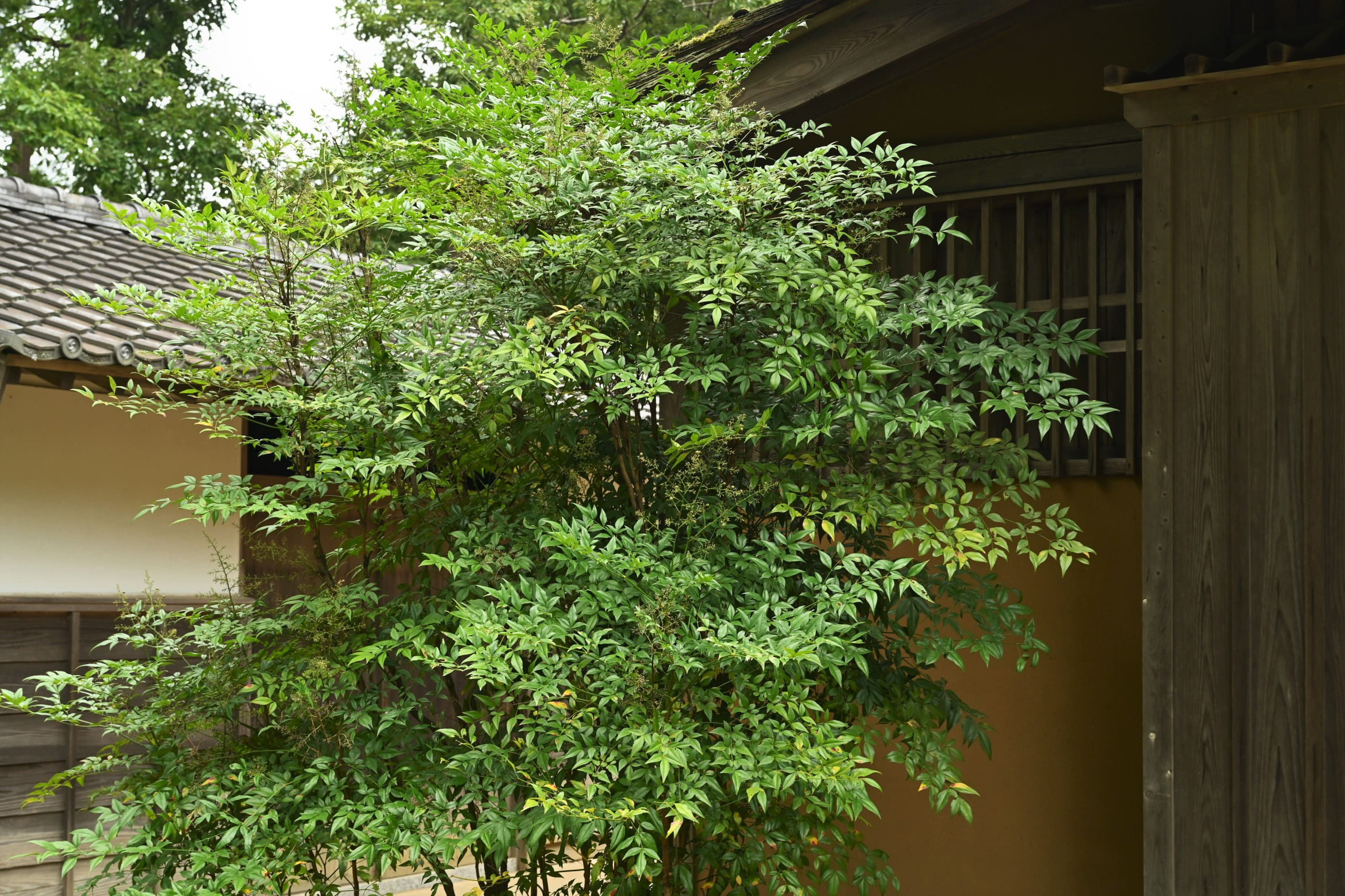 ナンテン 南天 庭木図鑑 植木ペディア