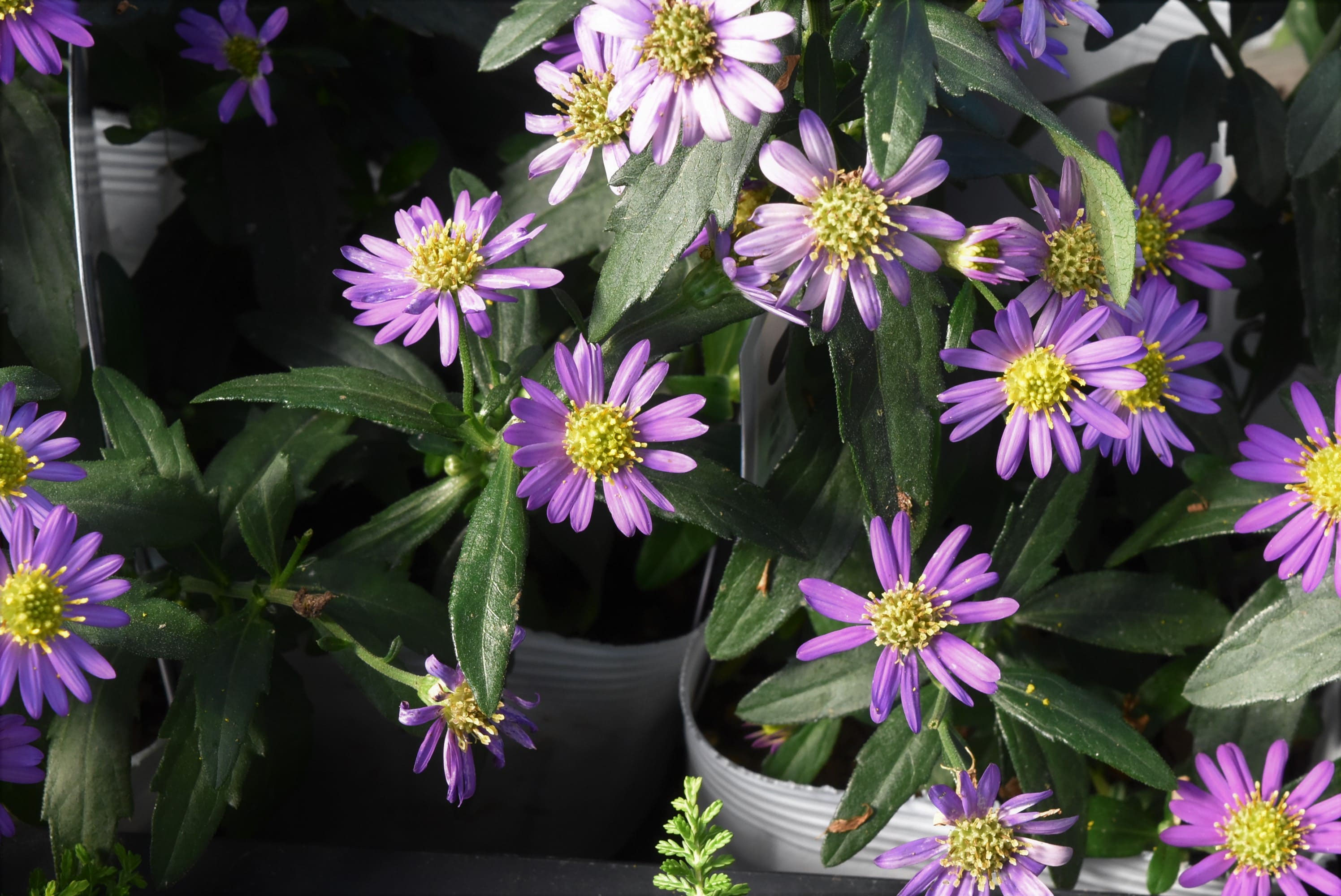 ノコンギク（野紺菊） - 庭木図鑑 植木ペディア