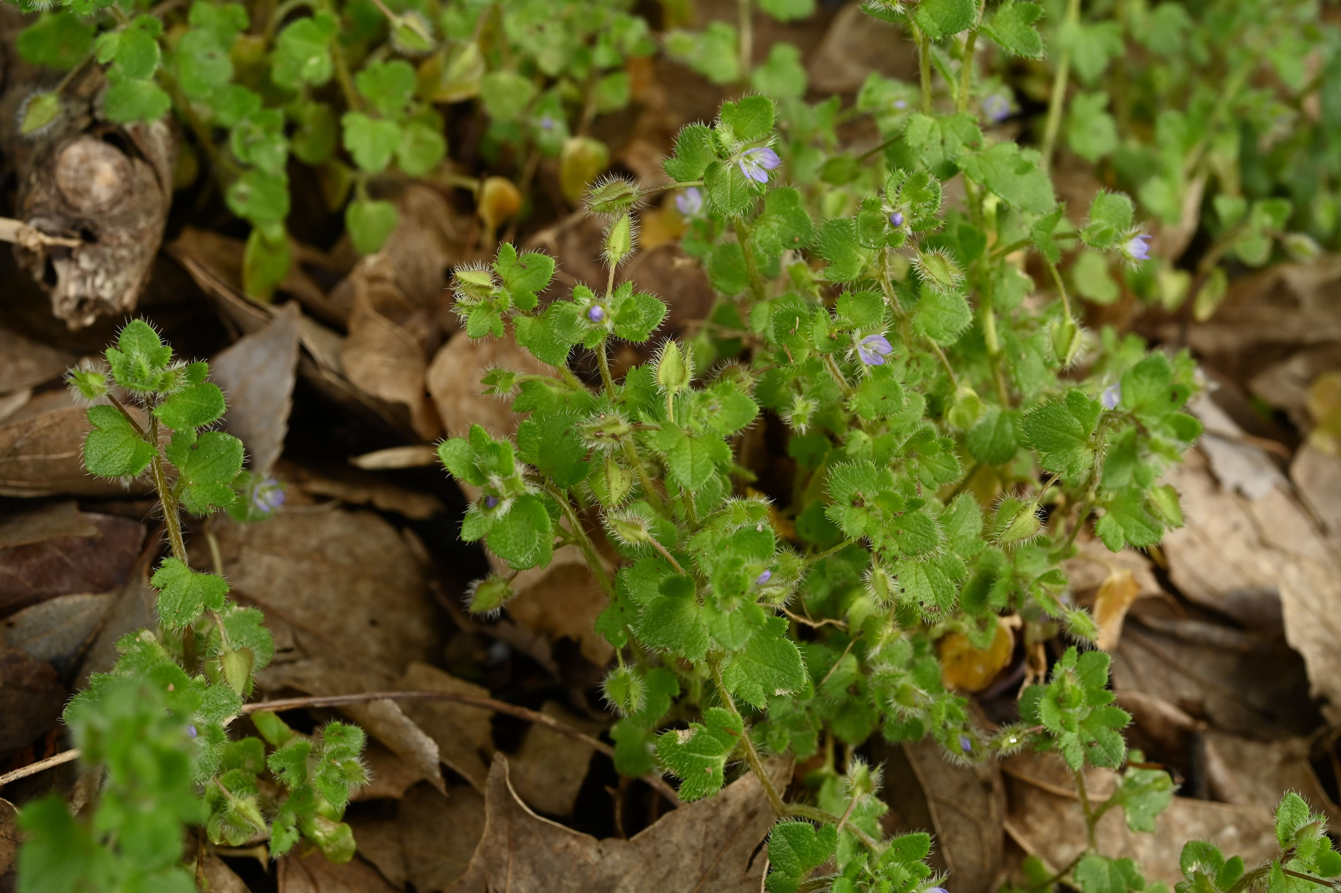 オオイヌノフグリ／おおいぬのふぐり - 庭木図鑑 植木ペディア