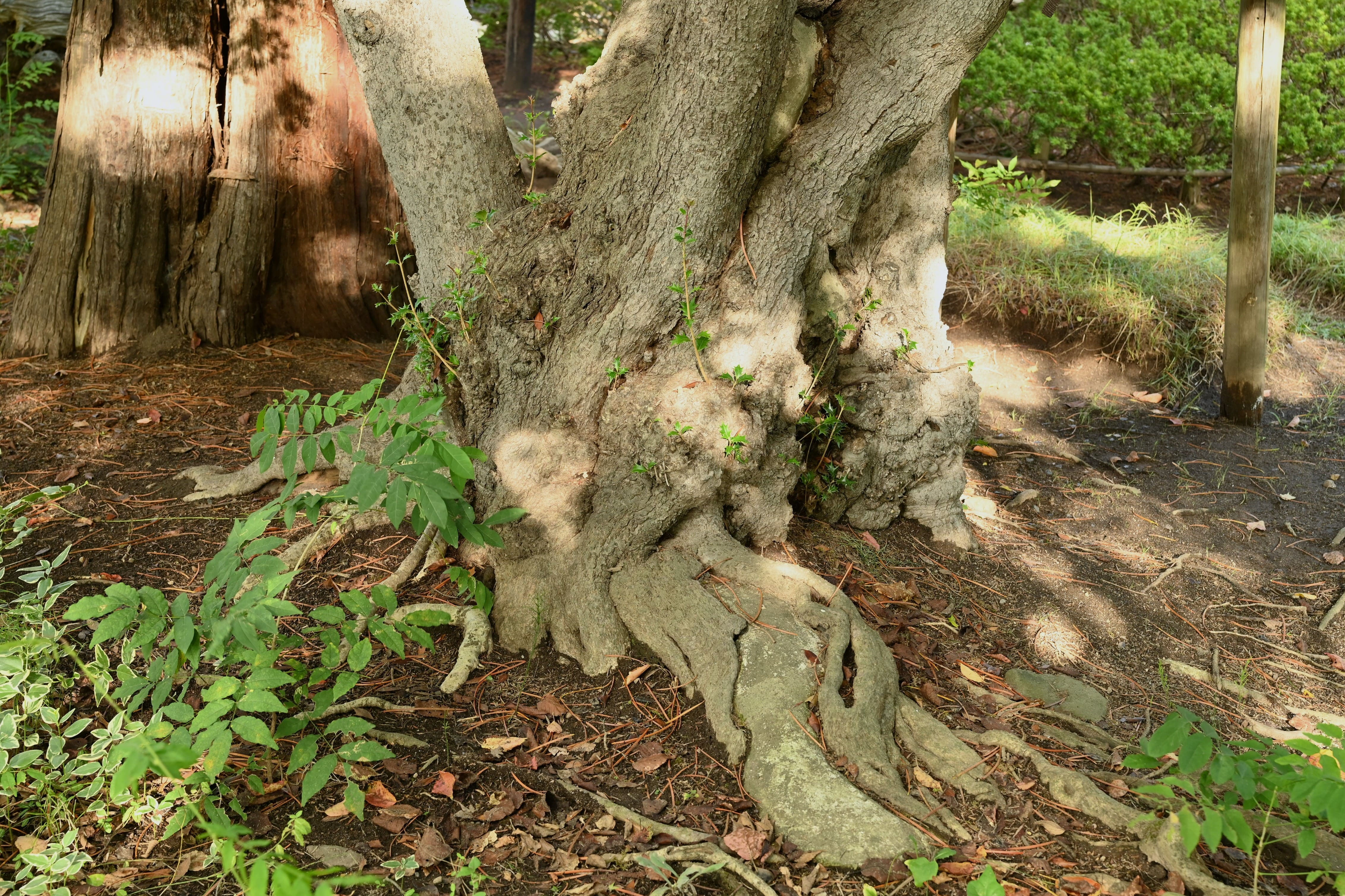 ヒイラギ（柊） - 庭木図鑑 植木ペディア
