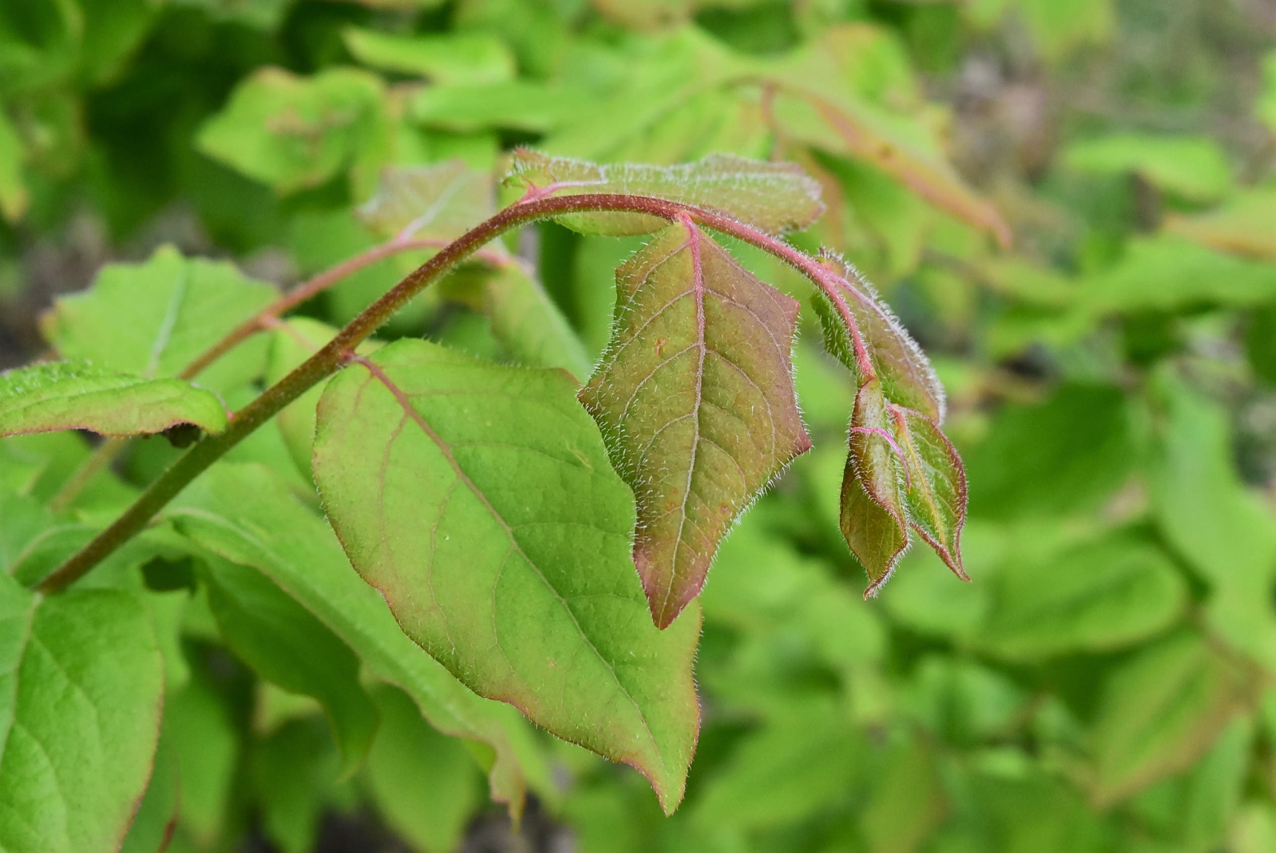 ナツハゼ（夏櫨） - 庭木図鑑 植木ペディア