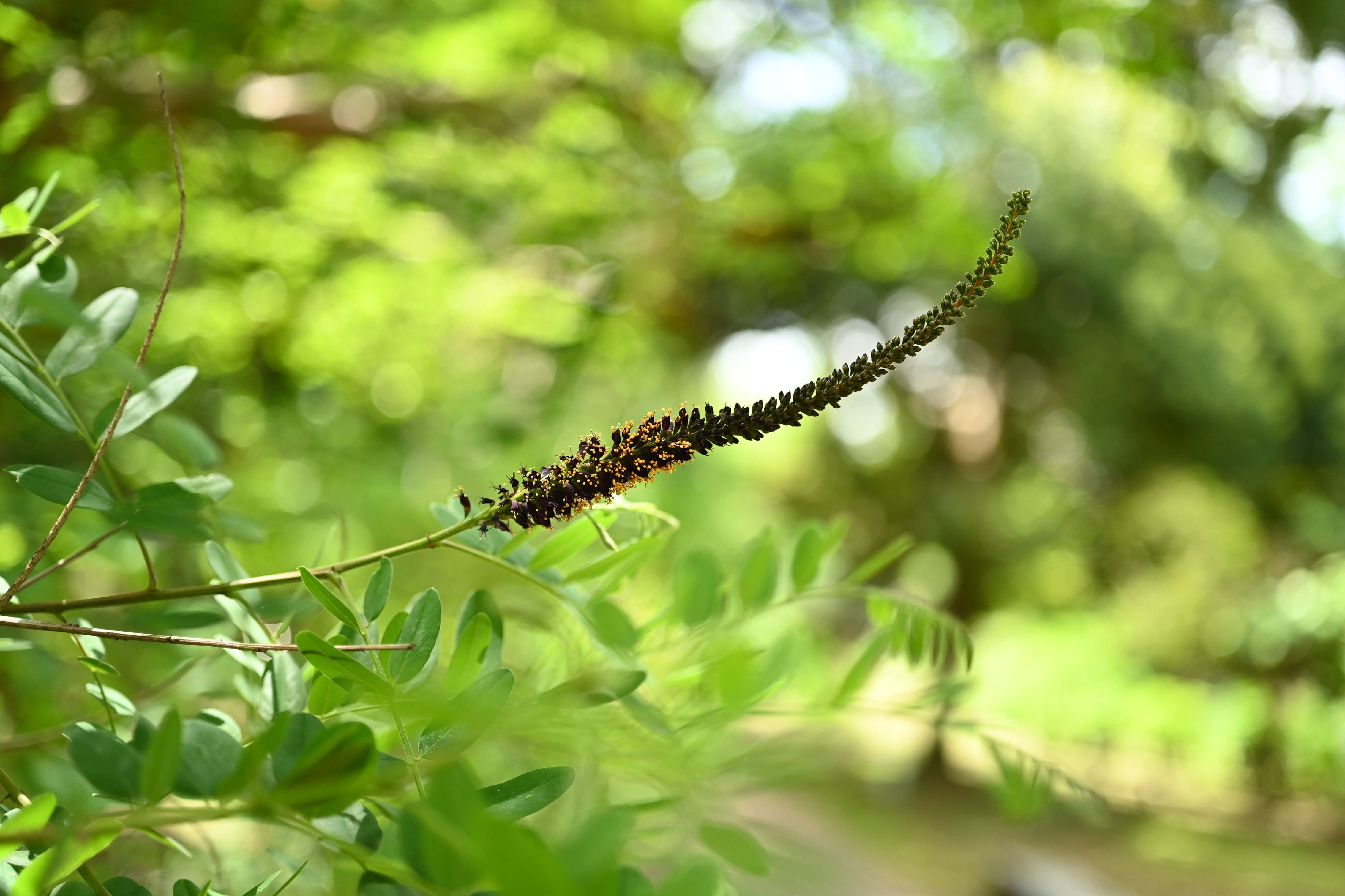 庭木図鑑 植木ペディア