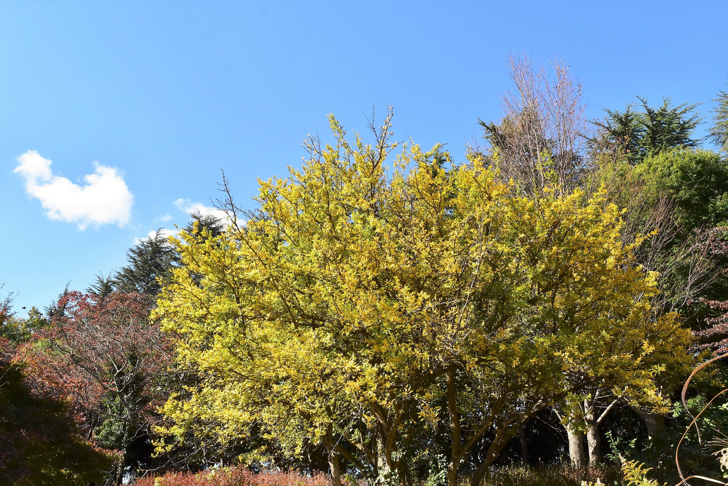 ザクロ 柘榴 庭木図鑑 植木ペディア