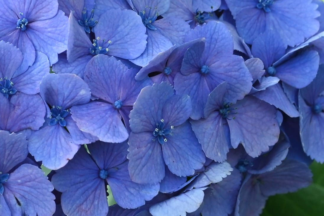 西洋あじさいの絵 西洋あじさいの絵 絵画・油絵】紫陽花（ アジサイ あじさい ）｜アート