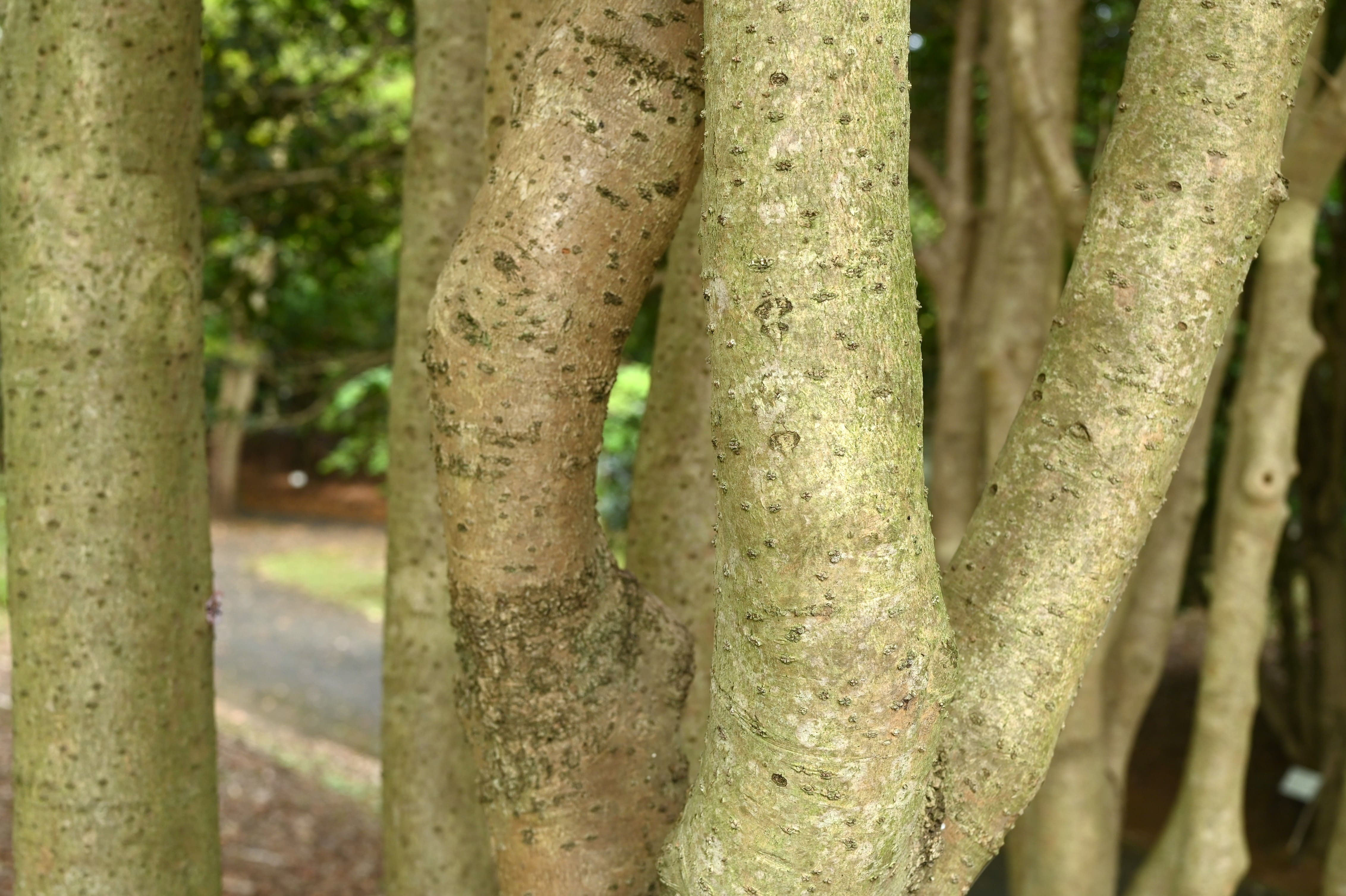 ヒイラギモクセイ 柊木犀 庭木図鑑 植木ペディア