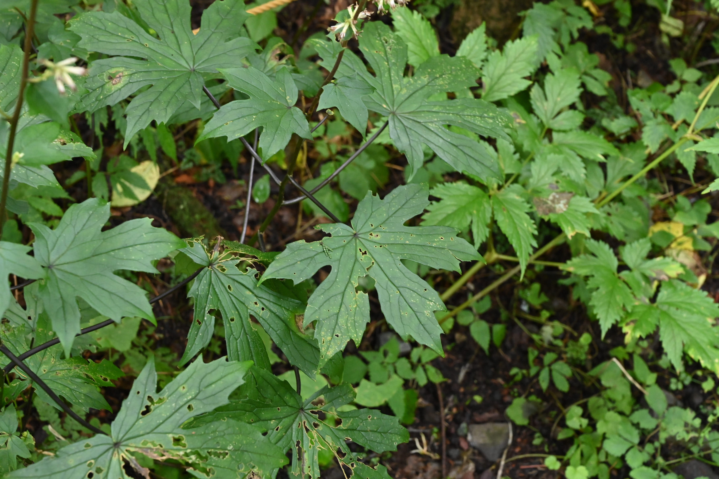 ヤマトリカブト やまとりかぶと 山鳥兜 庭木図鑑 植木ペディア