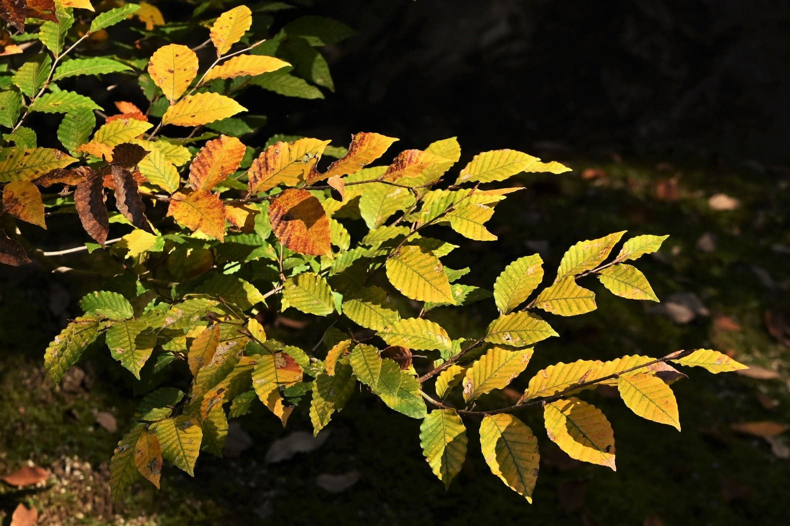 ブナ 庭木図鑑 植木ペディア ブナ 庭木図鑑 植木ペディア