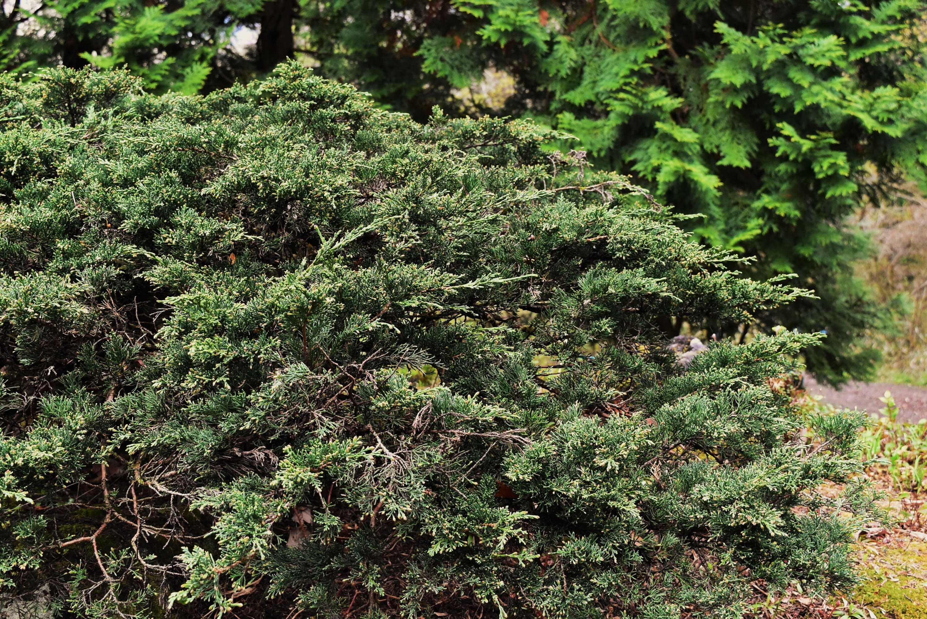 ミヤマビャクシン - 庭木図鑑 植木ペディア