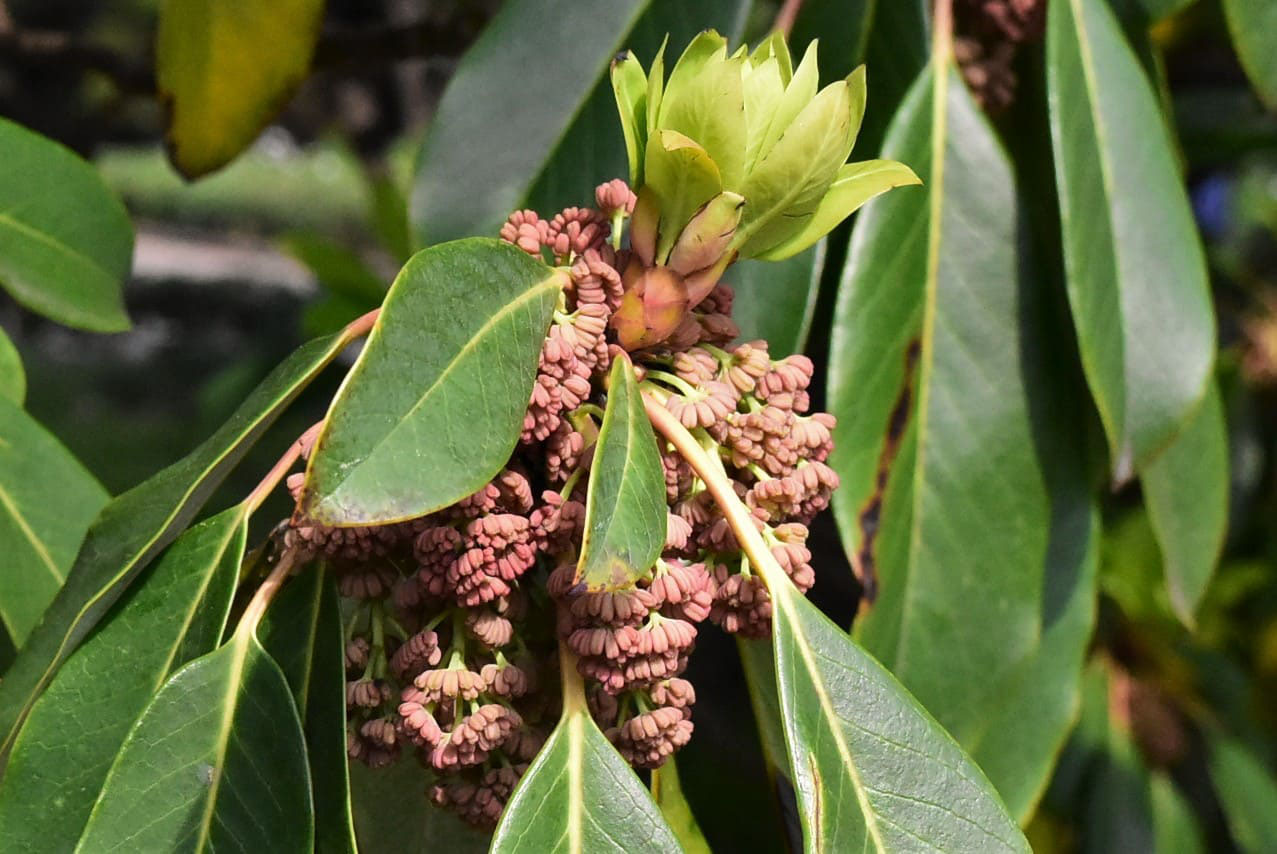 ユズリハ 譲り葉 庭木図鑑 植木ペディア