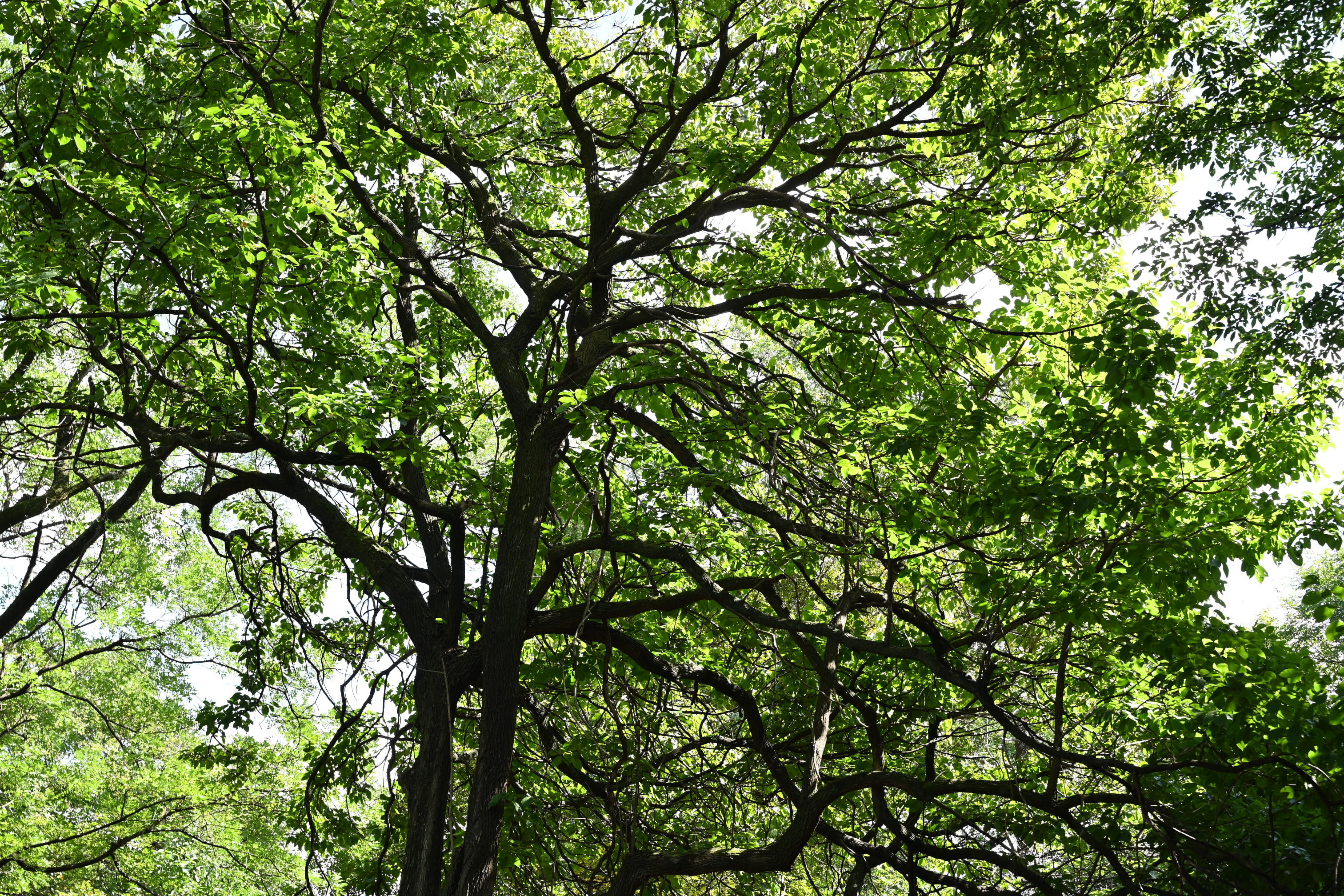 専用です‼️群言堂　ホワイトパンツ　萵苣の木　ちしゃの木 専用です‼️群言堂 ホワイトパンツ 萵苣の木 ちしゃの木 ワイドコード