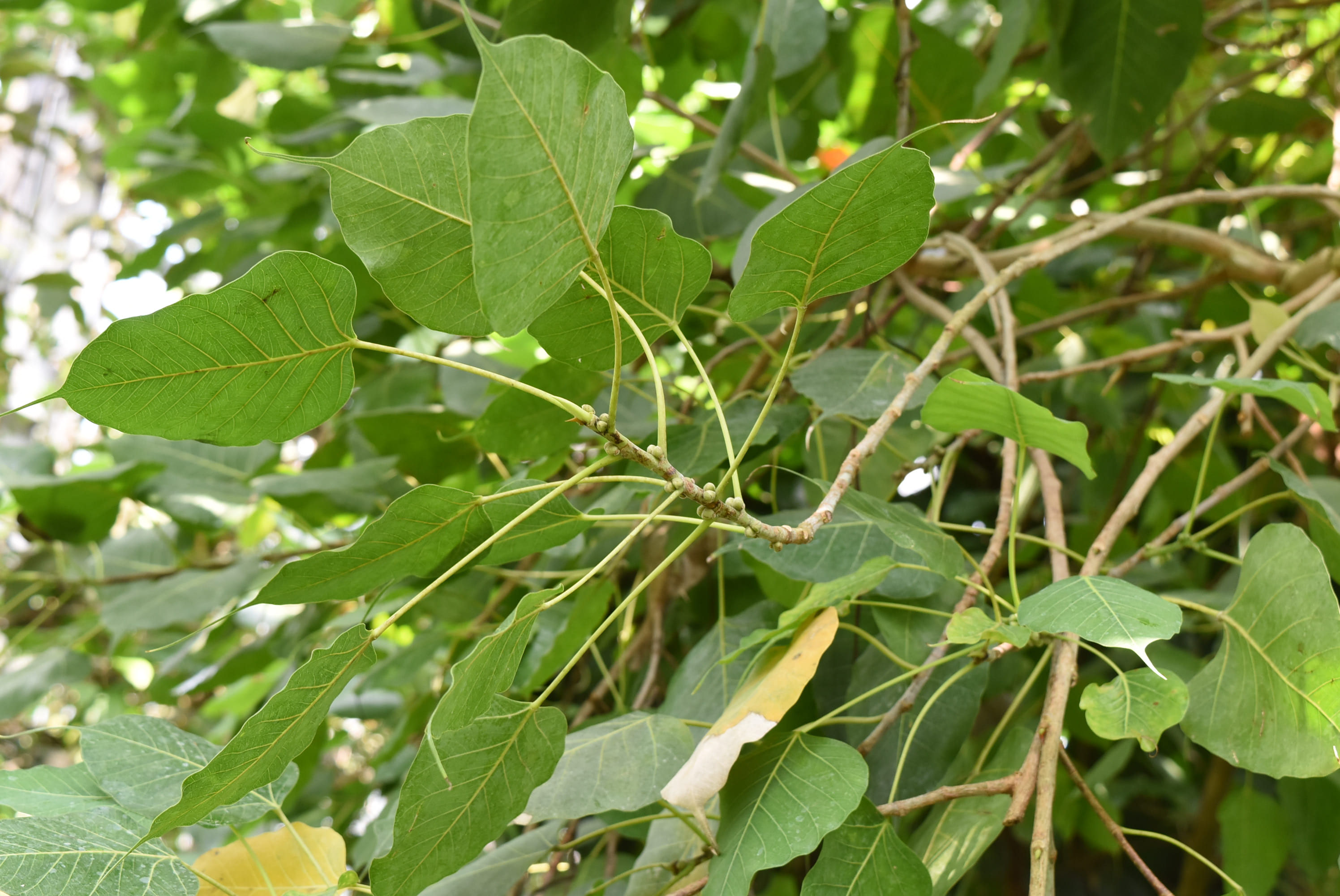 インドボダイジュ／いんどぼだいじゅ - 庭木図鑑 植木ペディア