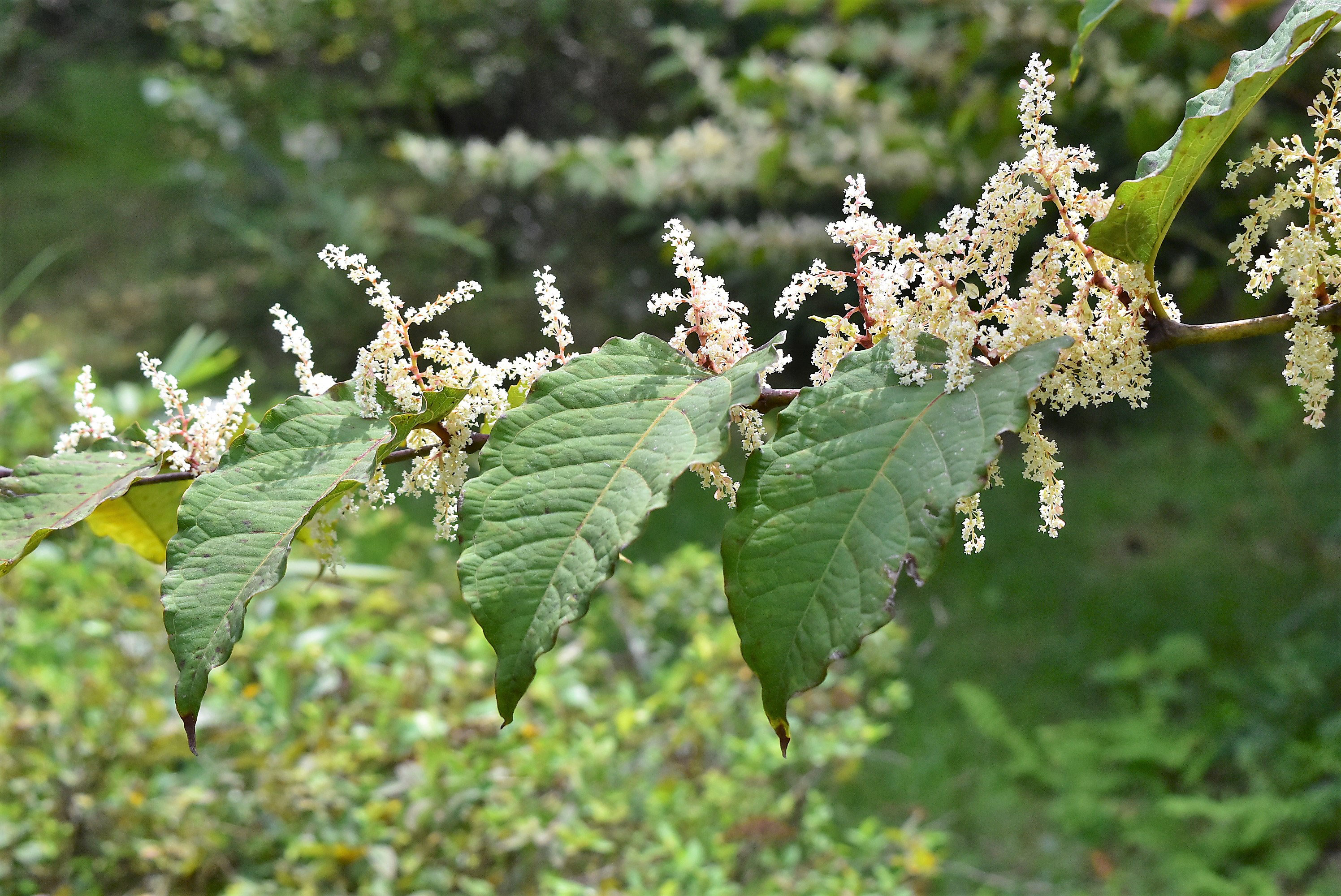 イタドリ 虎杖 庭木図鑑 植木ペディア