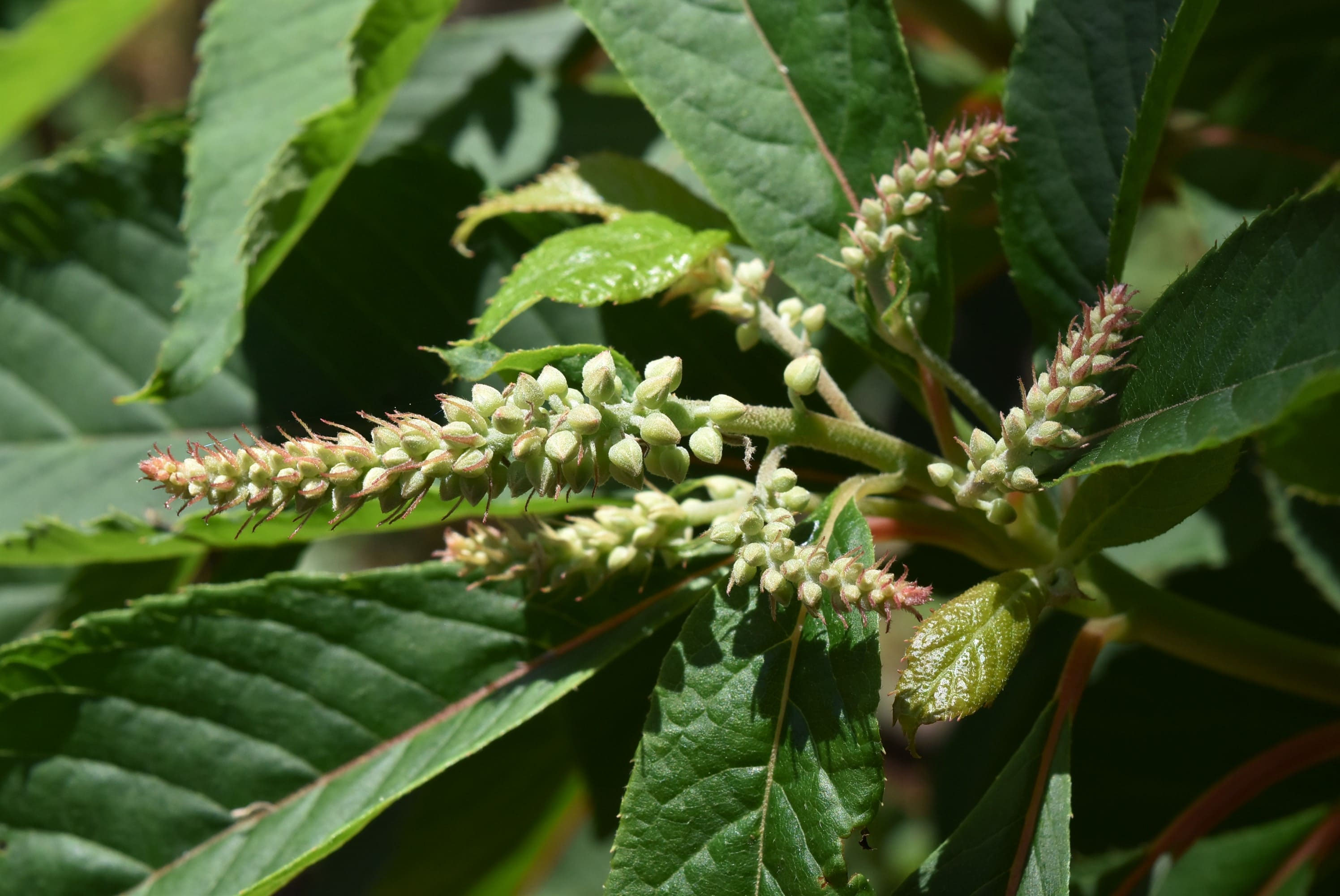 リョウブ（令法） - 庭木図鑑 植木ペディア