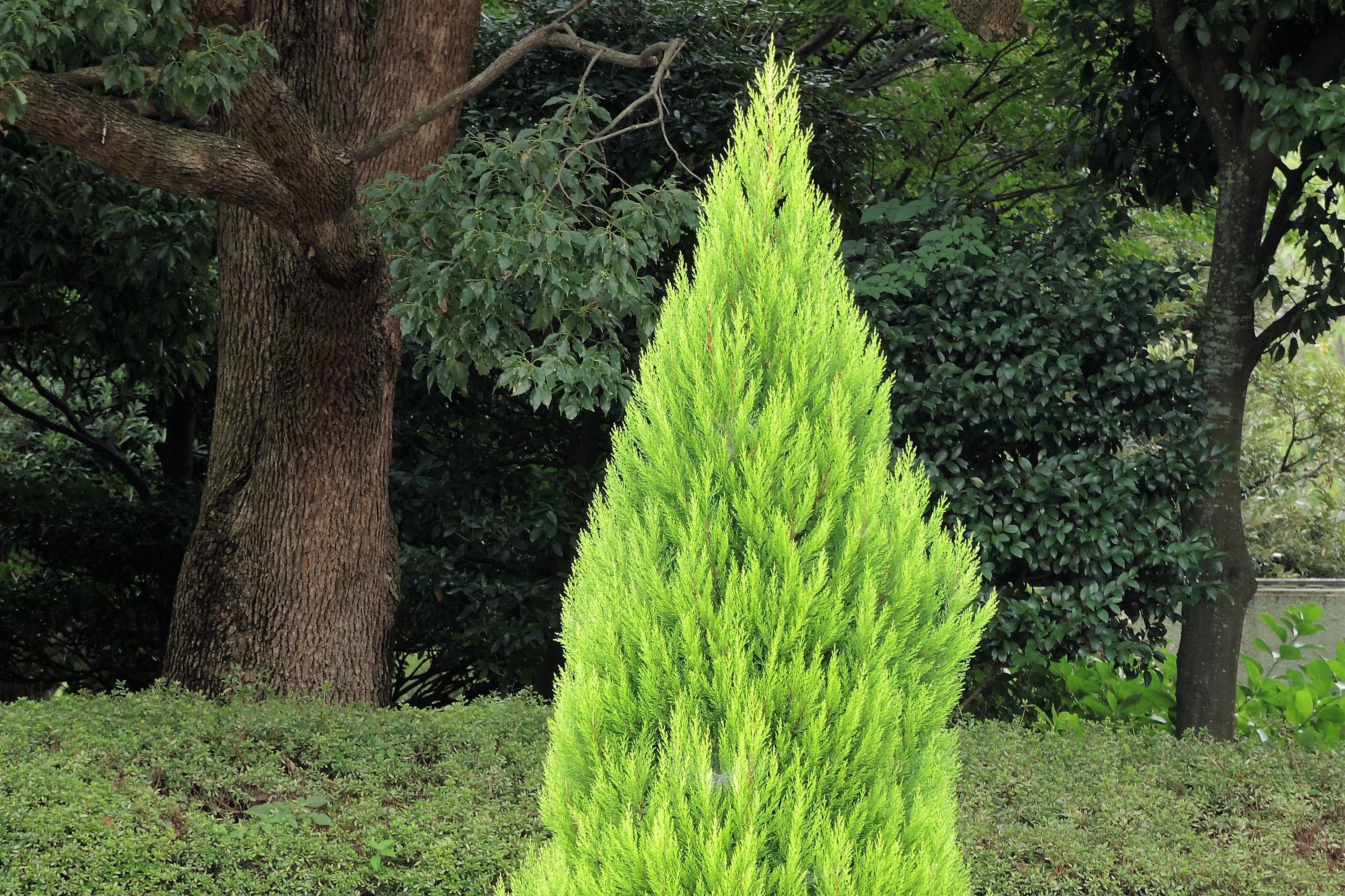 ゴールドクレスト 3号 （11本セット） 苗木 コニファー 成長