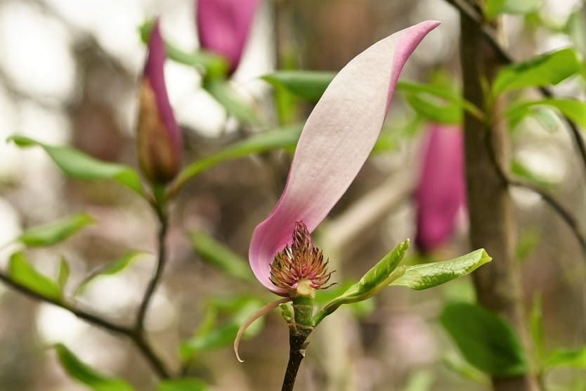モクレン（木蓮） - 庭木図鑑 植木ペディア