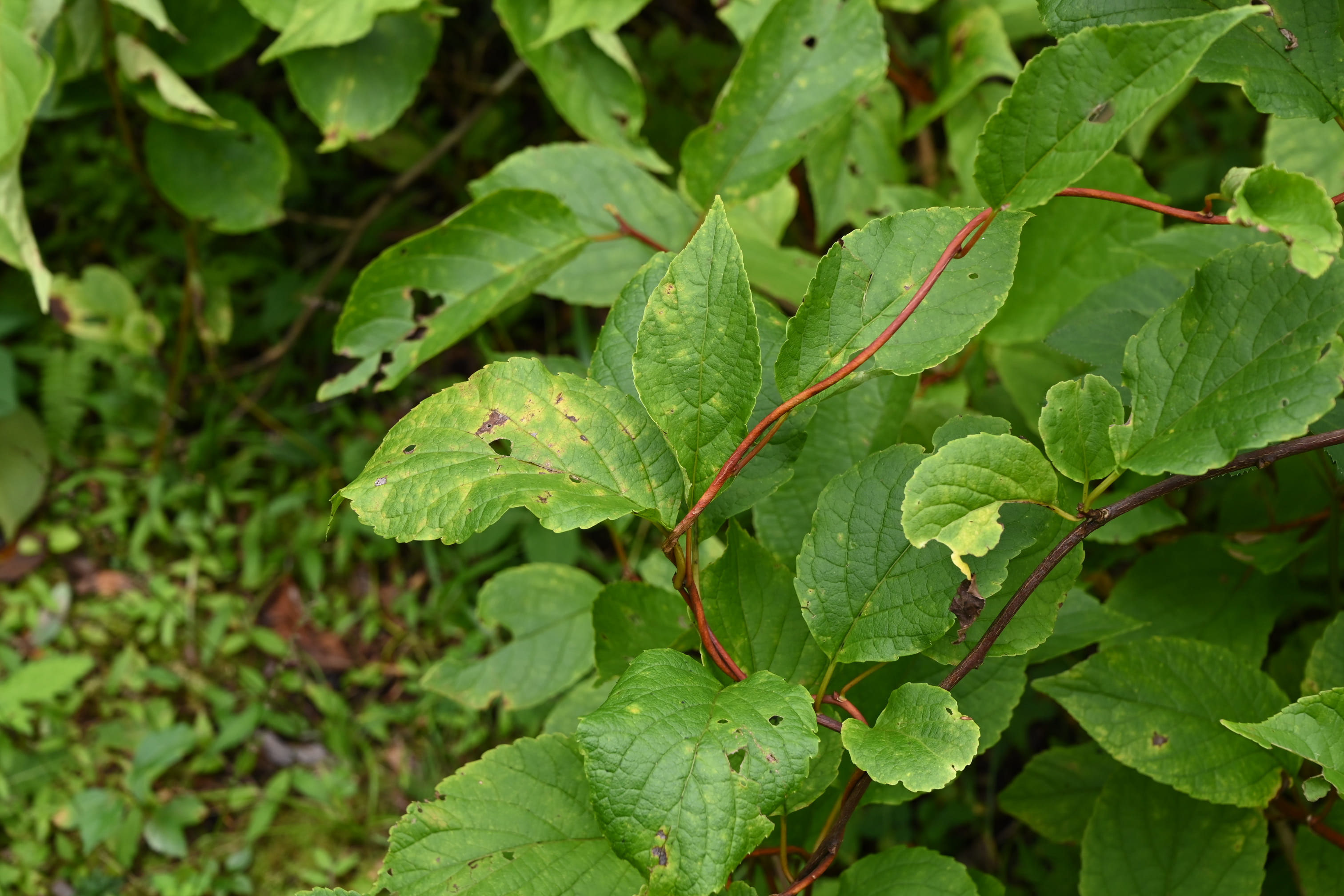 クロヅル くろづる 黒蔓 庭木図鑑 植木ペディア