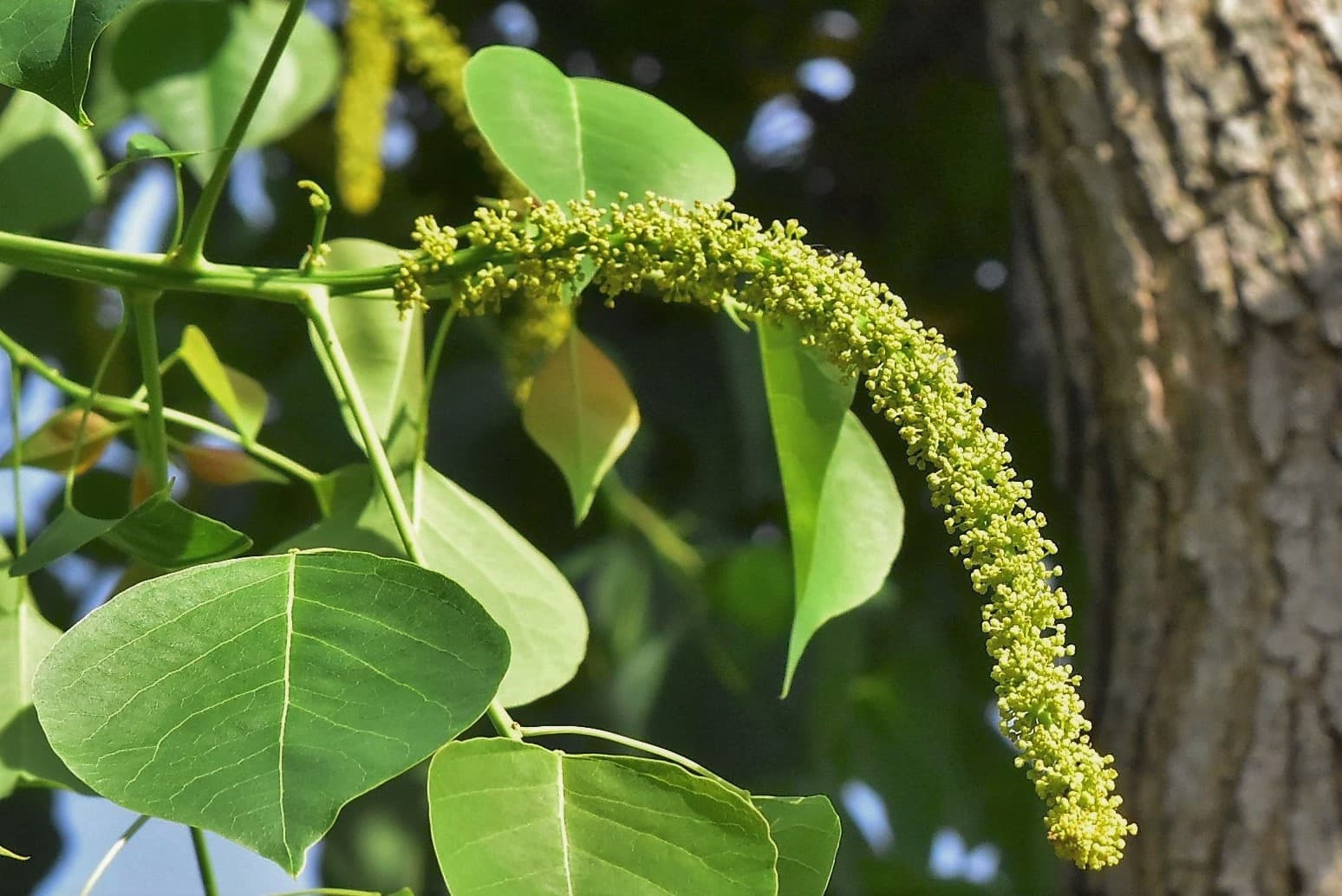 ぷっくりナンキンハゼ30本 かなり早い冬待ち 地上はぷっくりナンキンハゼ30本 ナンキンハゼ（南京