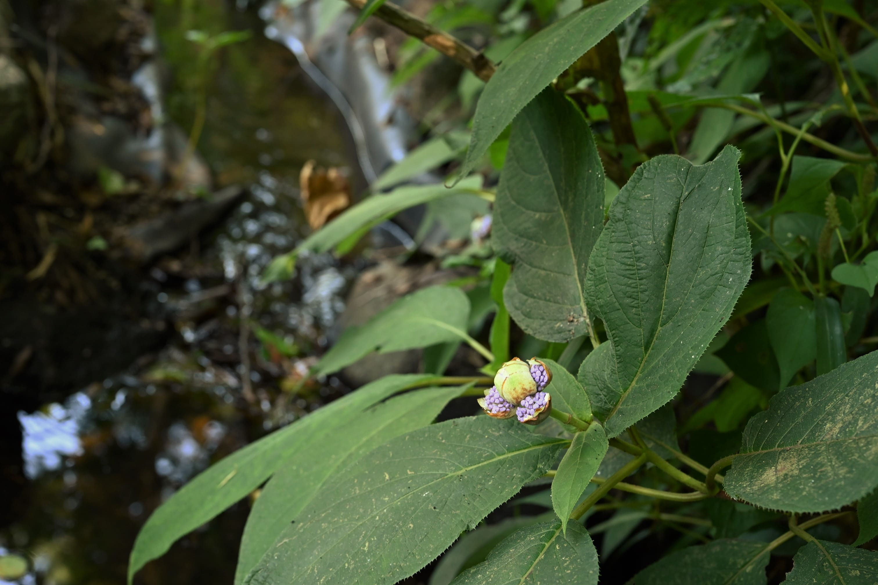 タマアジサイ（玉紫陽花） - 庭木図鑑 植木ペディア