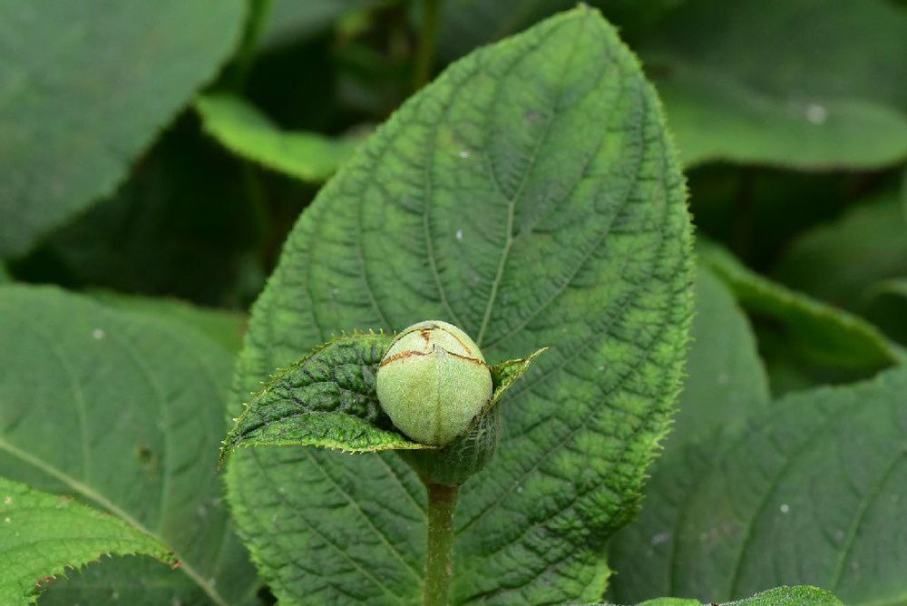 タマアジサイ 玉紫陽花 庭木図鑑 植木ペディア