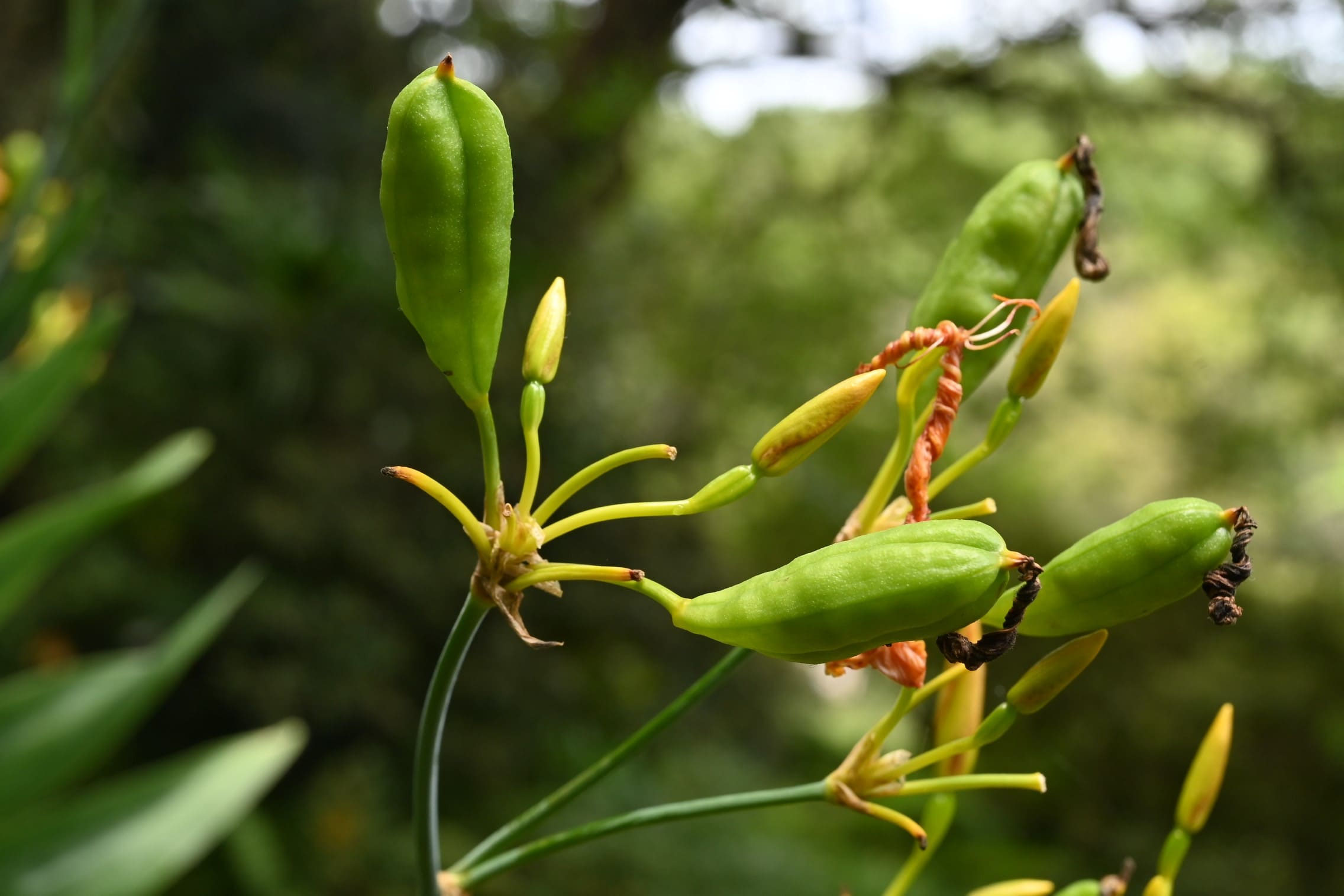aya ヒオウギ（日扇） aya様専用 ヒオウギ（日扇）