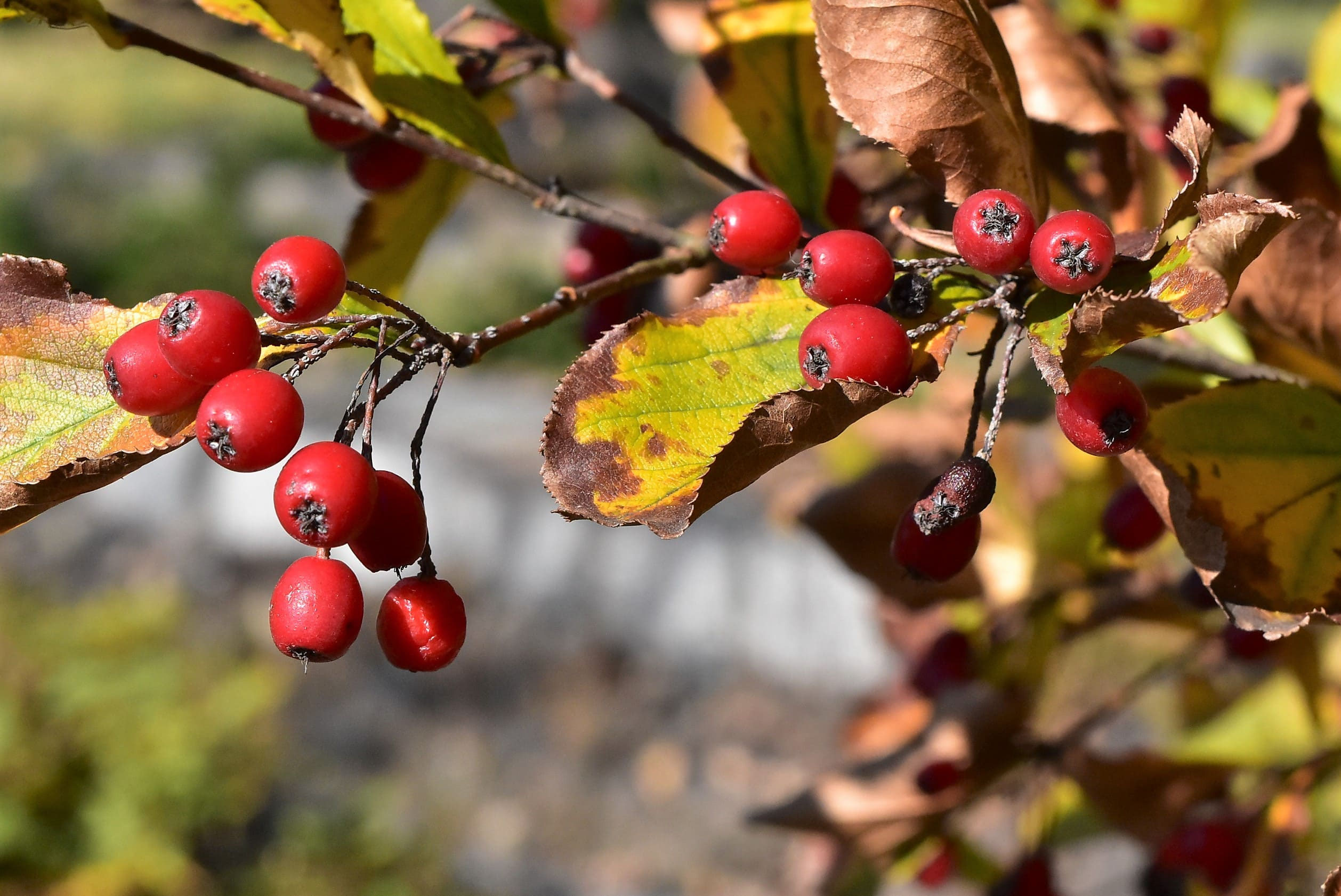 カマツカ 鎌柄 庭木図鑑 植木ペディア カマツカ 鎌柄 庭木図鑑 植木ペディア
