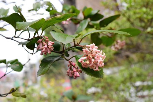ゴモジュ（胡麻樹） - 庭木図鑑 植木ペディア
