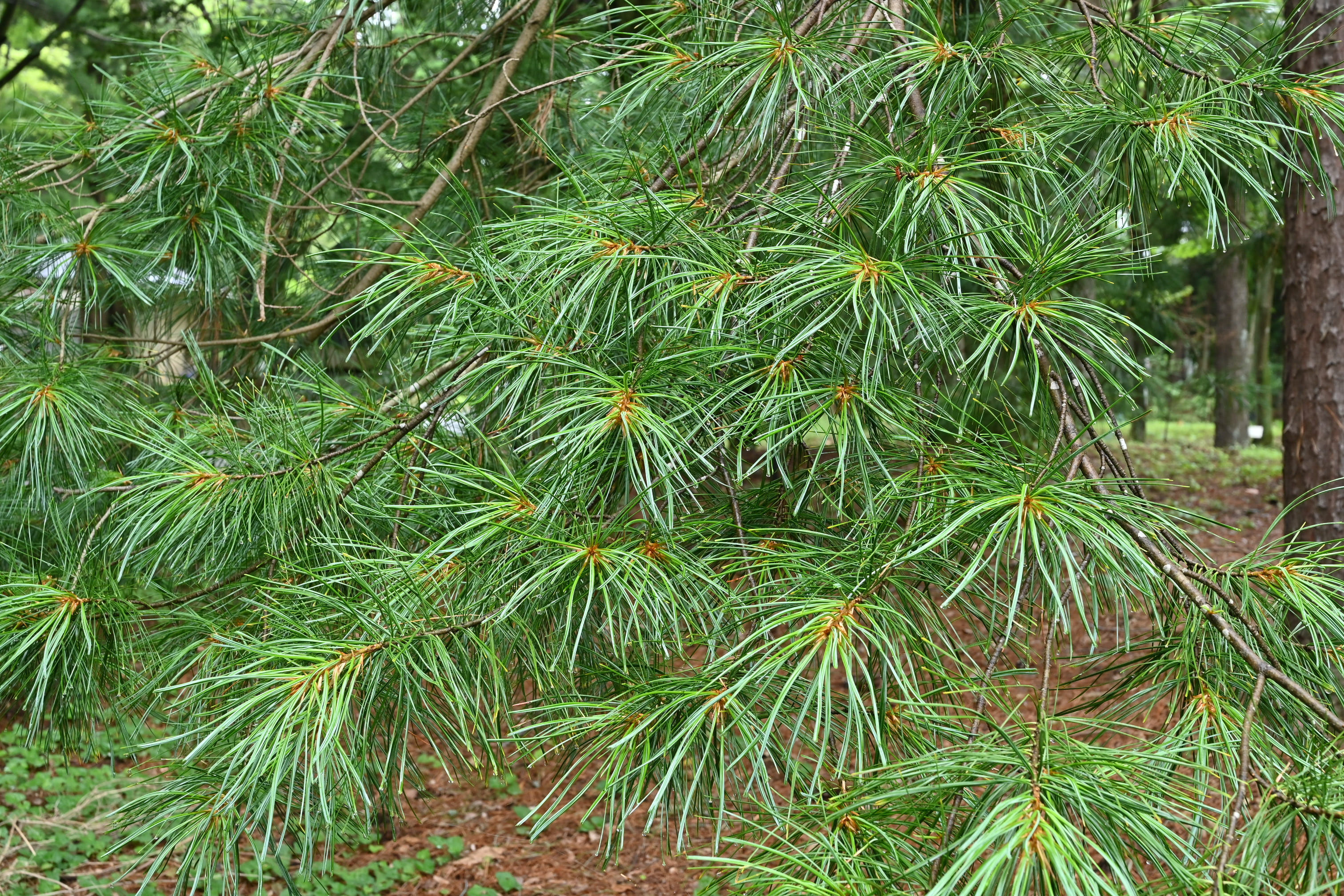 チョウセンゴヨウ（朝鮮五葉） - 庭木図鑑 植木ペディア