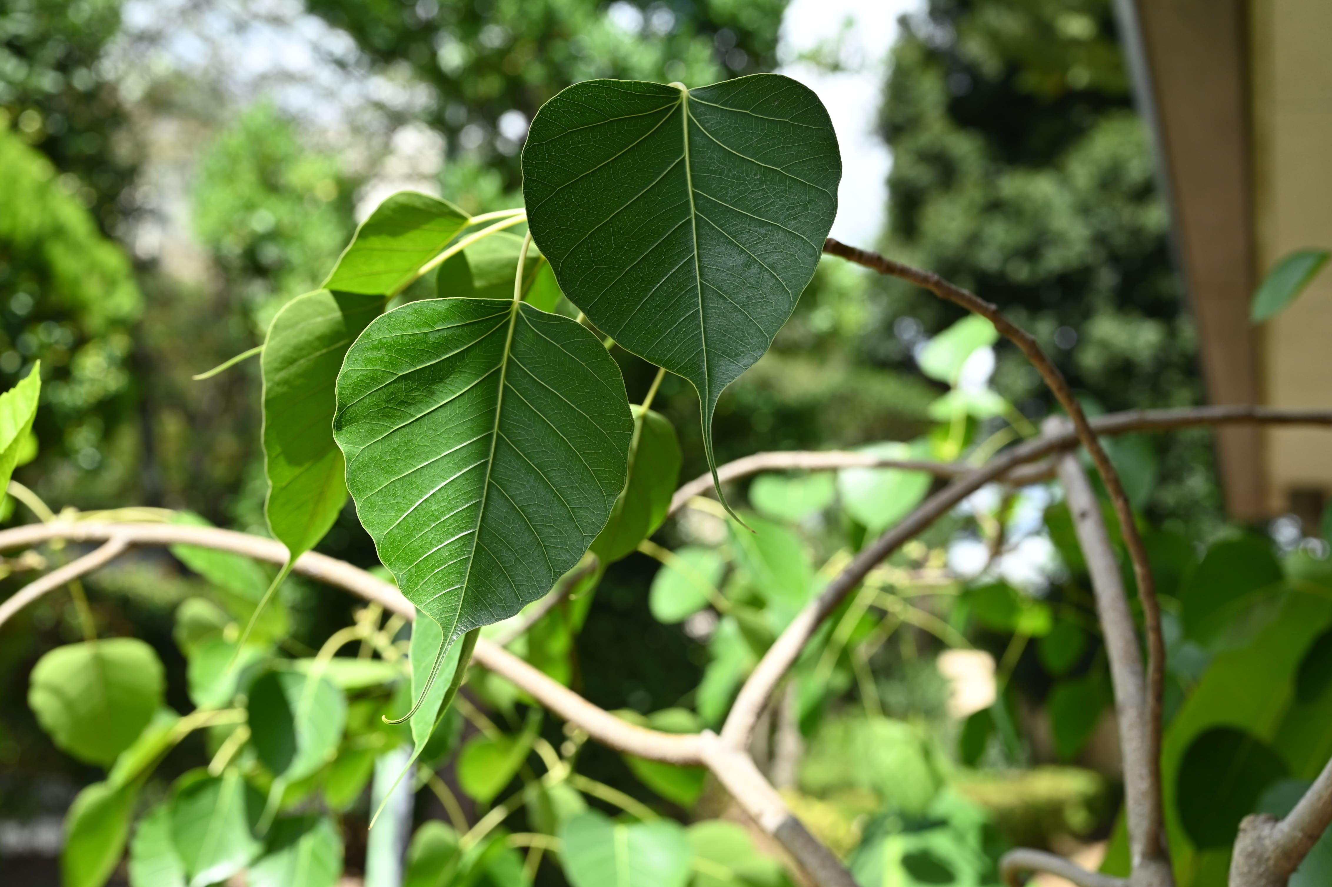 インドボダイジュ インドボダイジュ／いんどぼだいじゅ - 庭木図鑑 植木ペディア