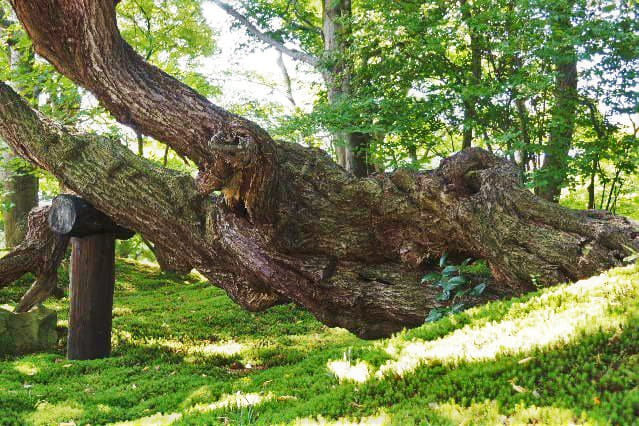 ウメ 梅 庭木図鑑 植木ペディア ウメ 梅 庭木図鑑 植木ペディア