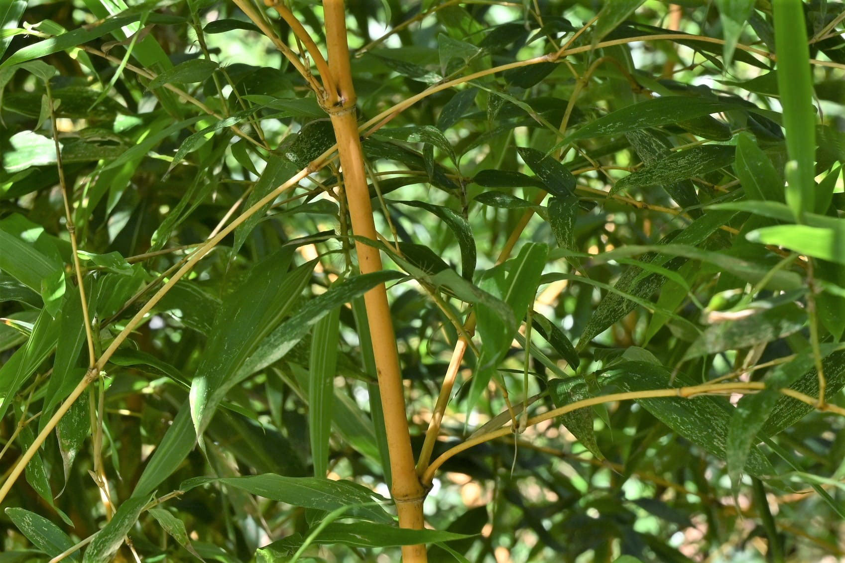 オウゴンチク おうごんちく 黄金竹 庭木図鑑 植木ペディア オウゴンチク おうごんちく 黄金竹 庭木図鑑 植木ペディア